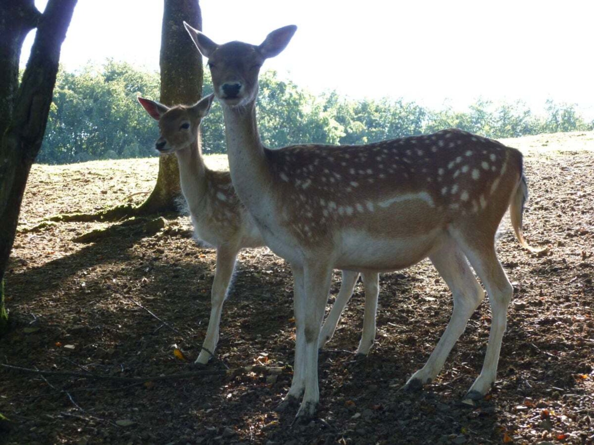 Knus vakantiehuis voor 4 in de Eifel bij Lutzerath - foto 17
