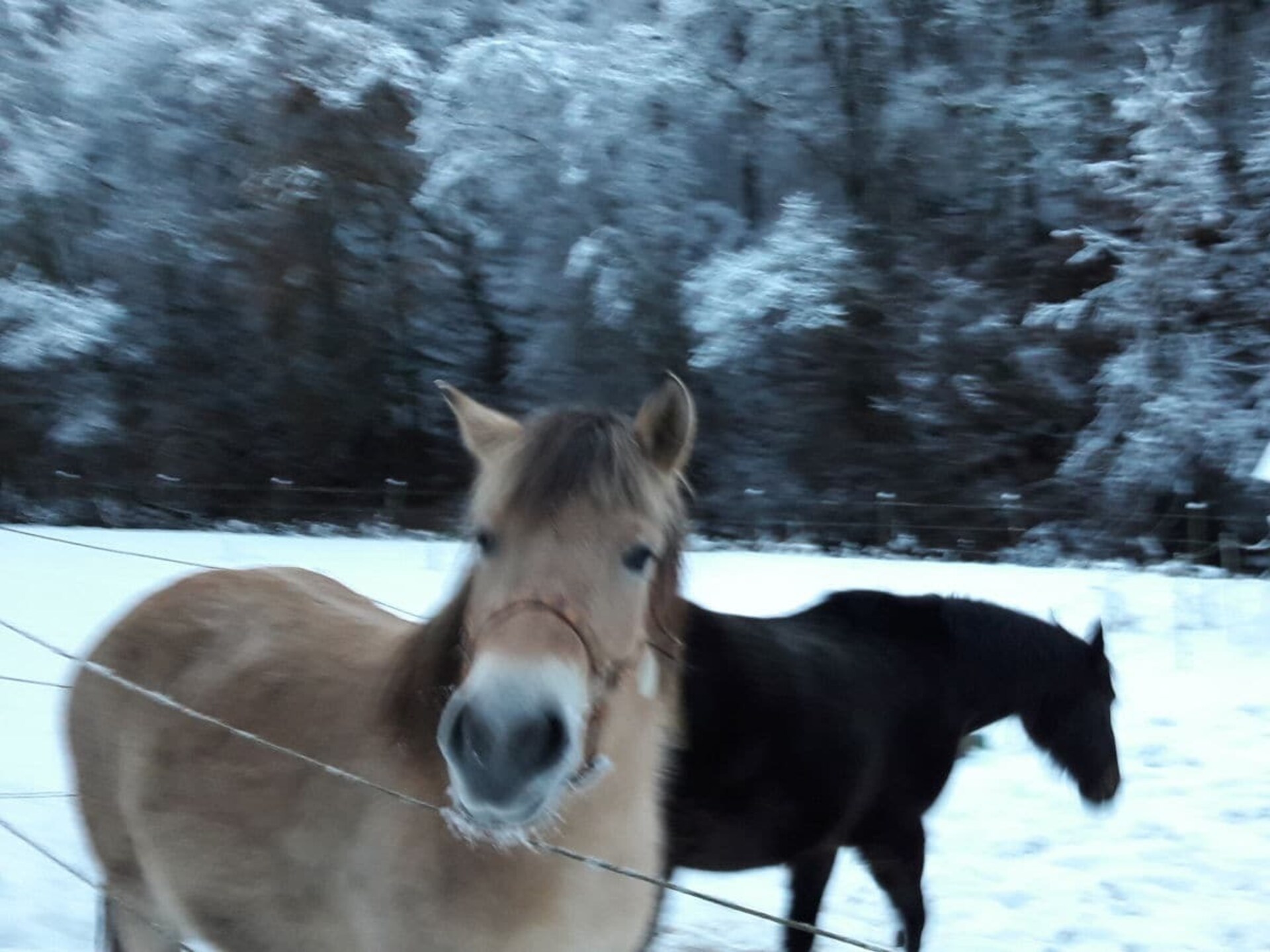 Knus vakantiehuis voor 4 in de Eifel bij Lutzerath - foto 18