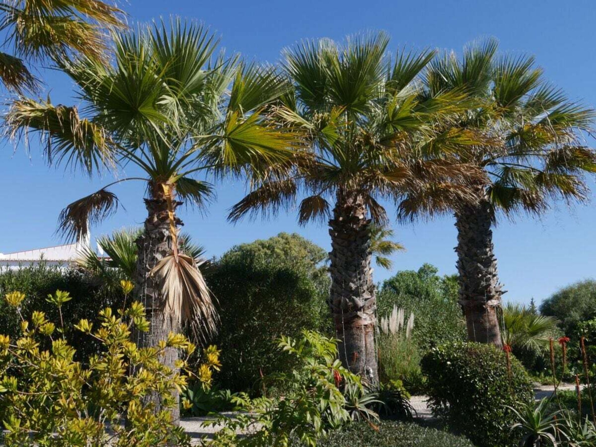 Moorse villa met privézwembad en tropische tuin nabij Carvoeiro - foto 14