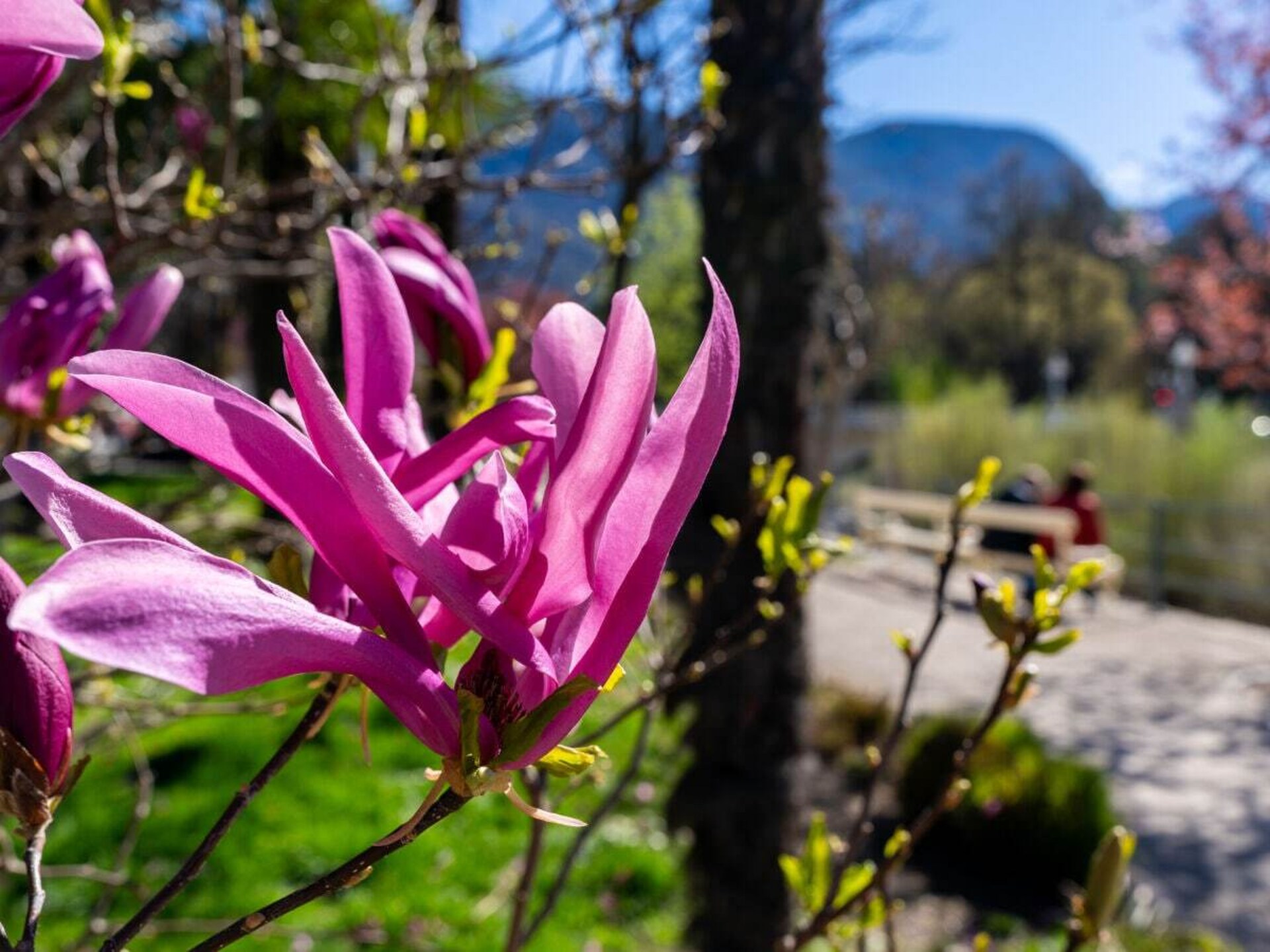 Licht appartement in Meran met panoramisch uitzicht op het Kurhaus - foto 33