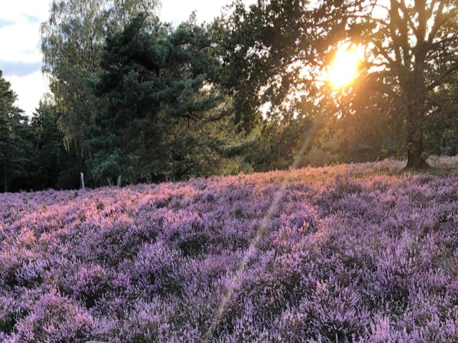 Ruim appartement in Schneverdingen nabij Lüneburger Heide - foto 36