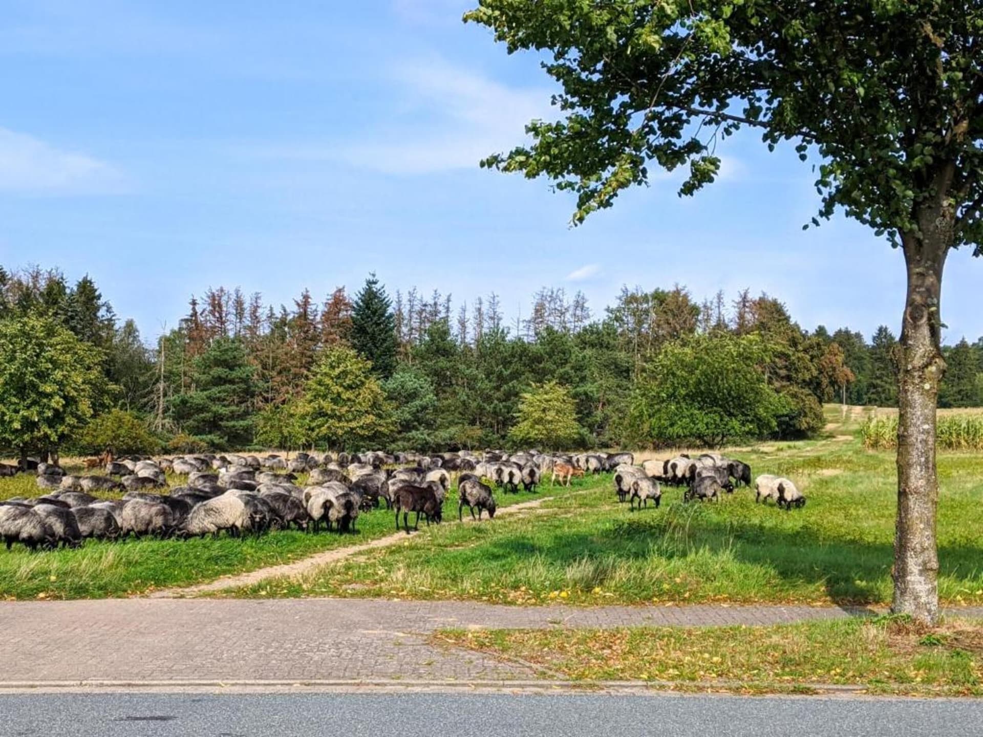 Ruim appartement in Schneverdingen nabij Lüneburger Heide - foto 40