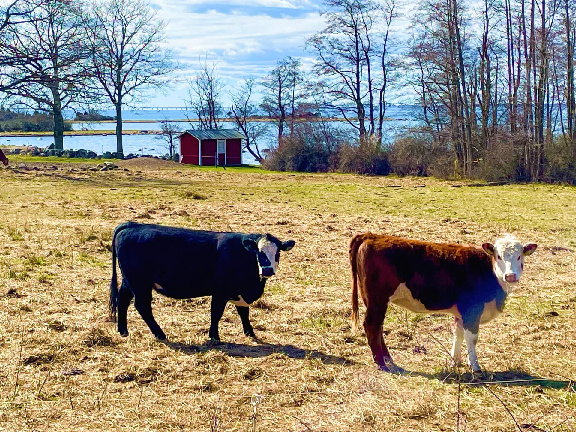 5-persoons vakantiehuis aan zee in Färjestaden - foto 25