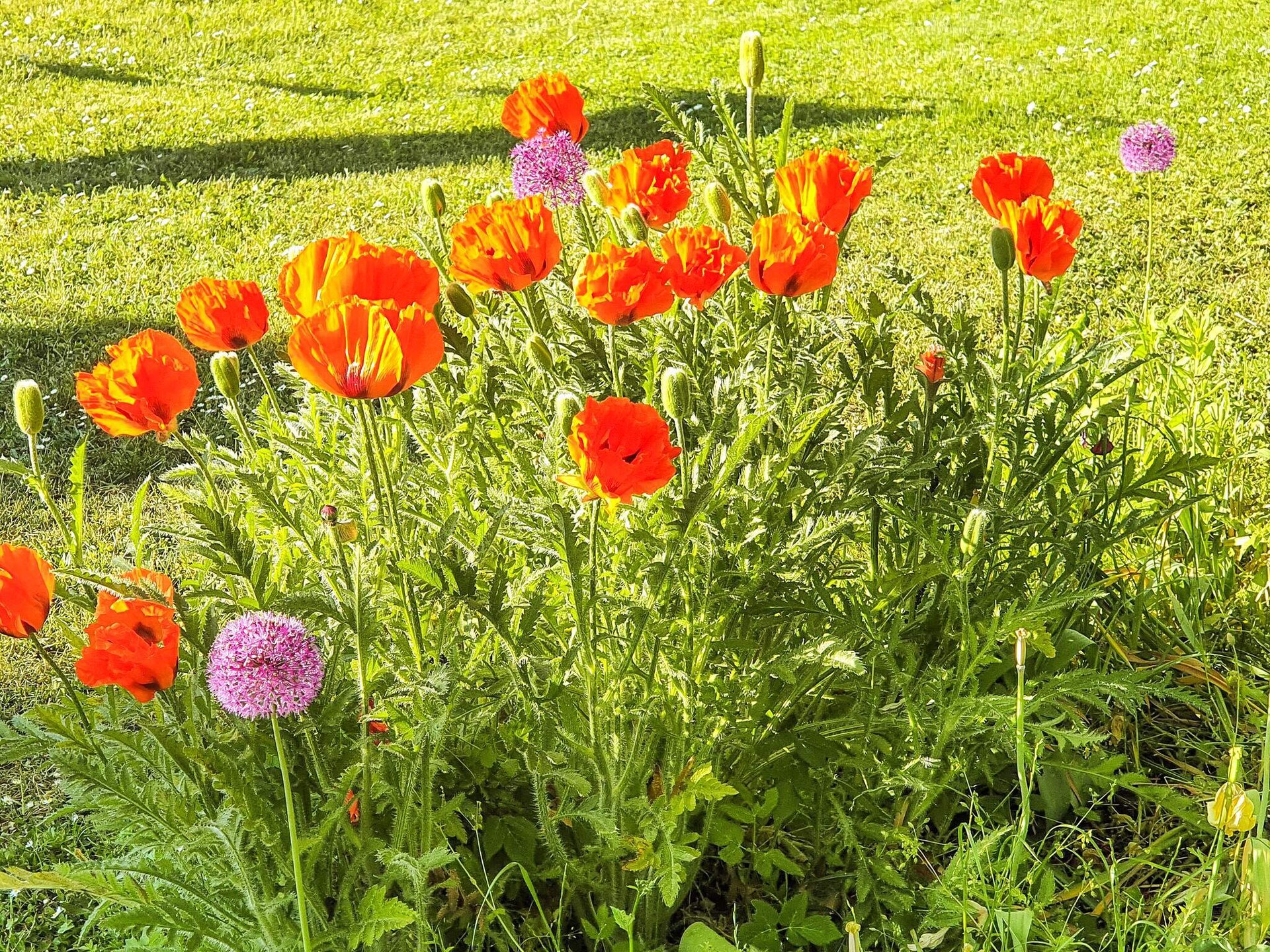 Ruime vakantievilla in Visby centrum met tuin, vlakbij zee en golfbaan - foto 11