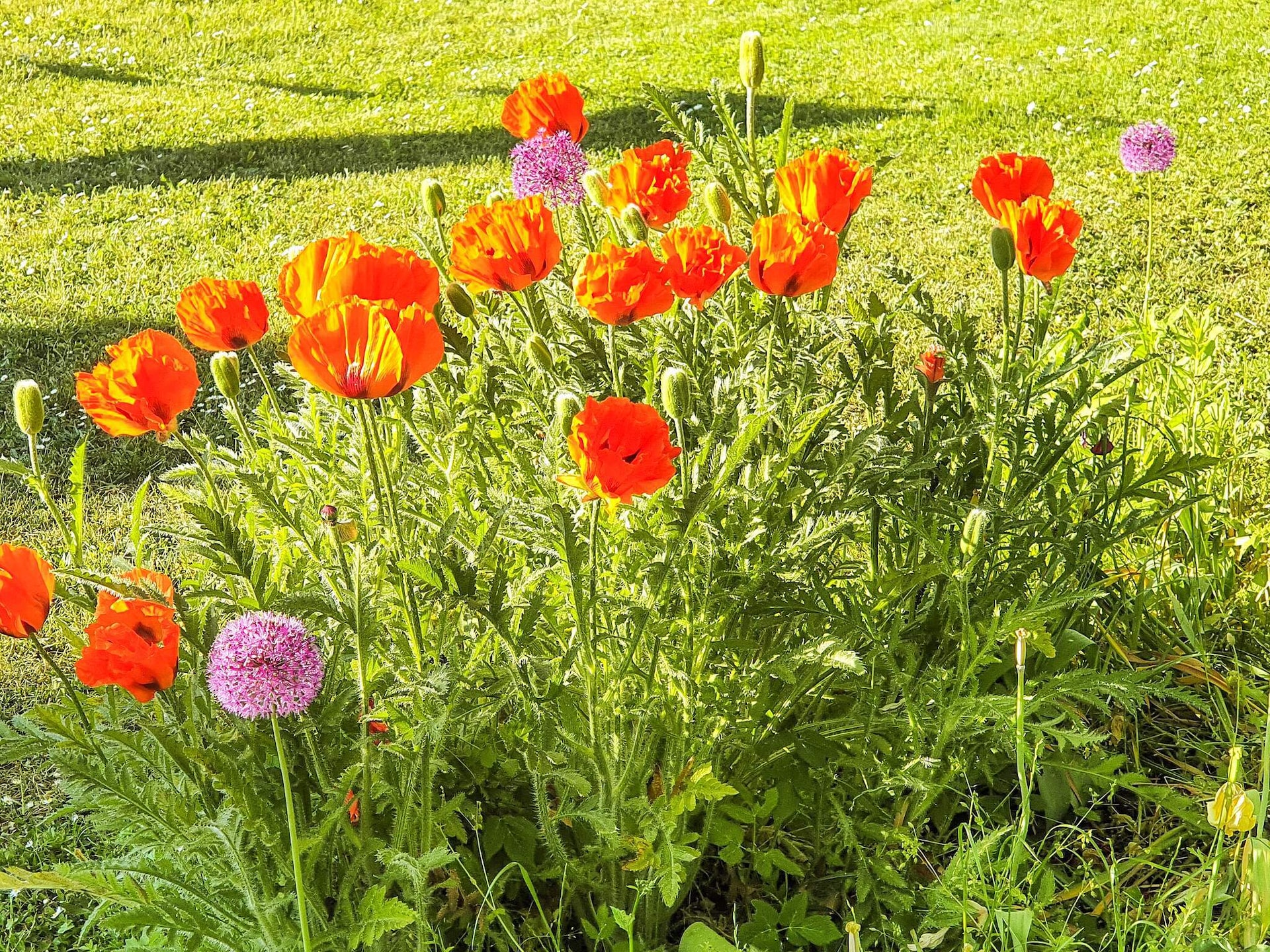 Ruime vakantievilla in Visby centrum met tuin, vlakbij zee en golfbaan - foto 8