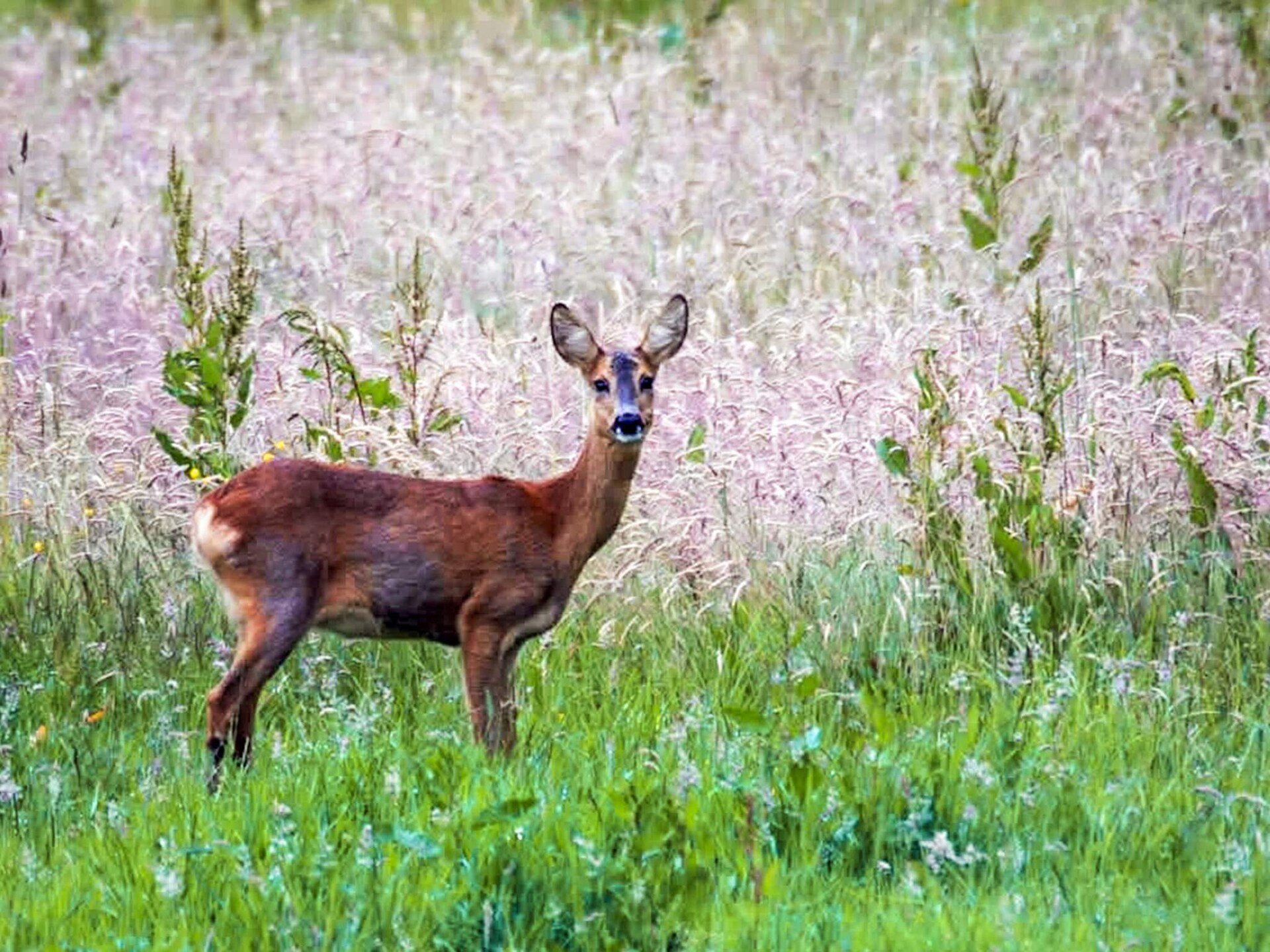 Ruim vakantiehuis voor 8 op het platteland bij Sæby, 7 km van zee - foto 46