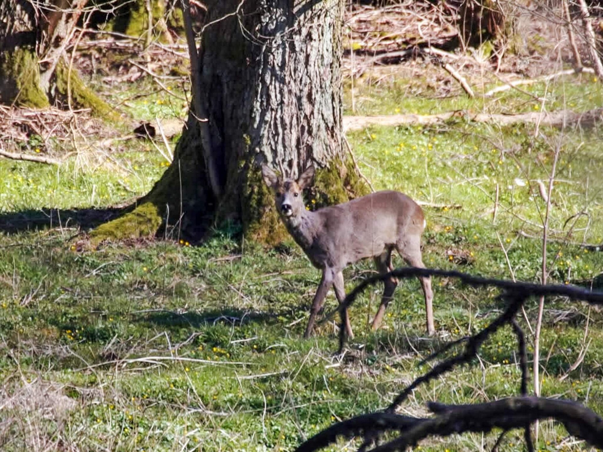 Ruim vakantiehuis voor 8 op het platteland bij Sæby, 7 km van zee - foto 47