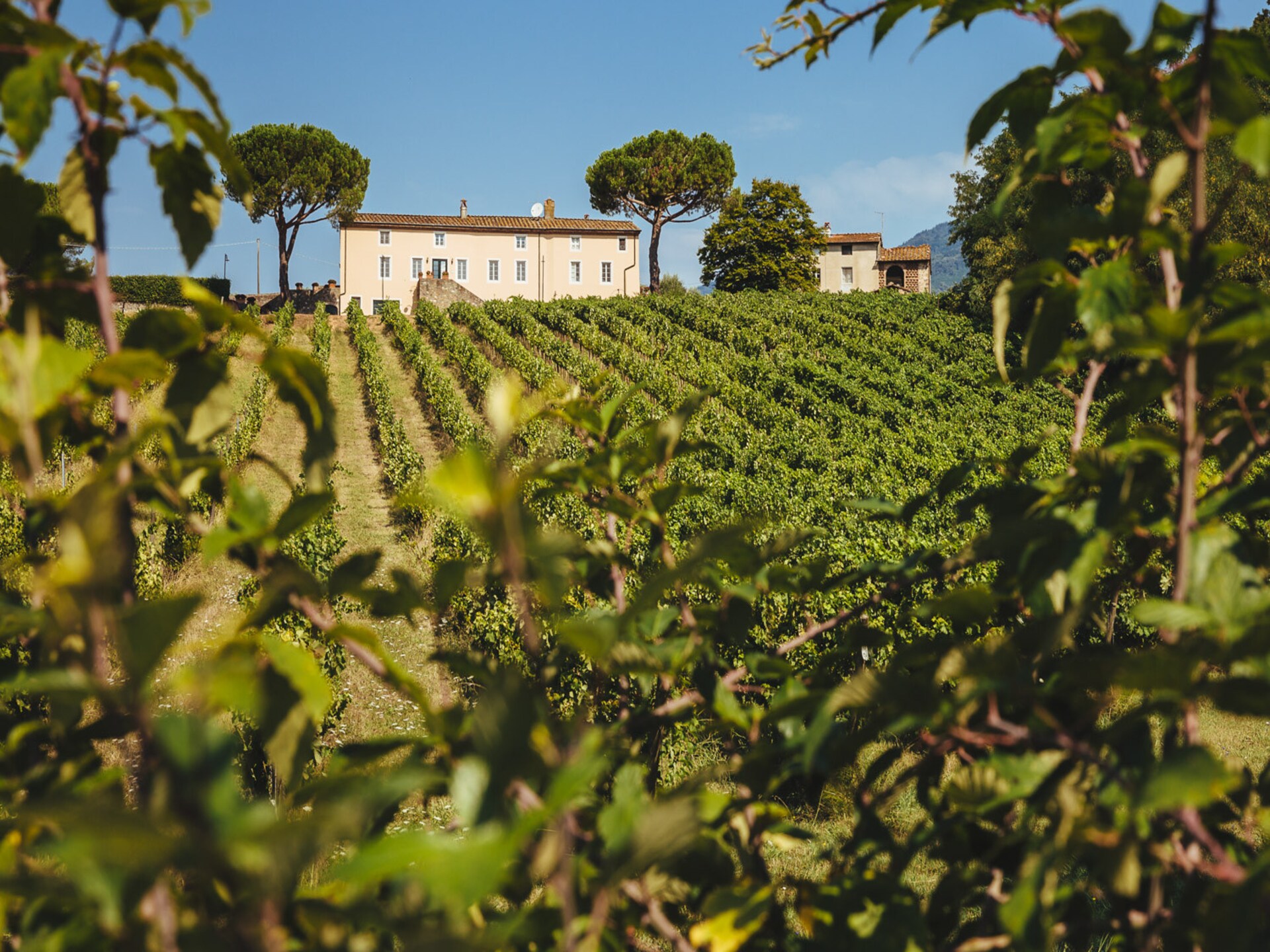 Historisch wijngoed met 6 slaapkamers en uitzicht op Toscaanse heuvels - foto 72