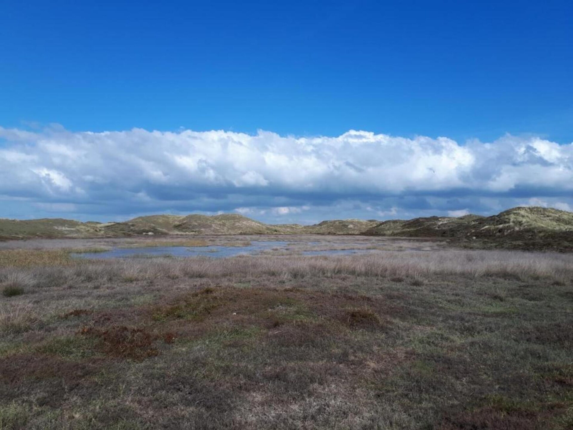 Vrijstaand vakantiehuis Wildrijk 141 - strand, natuur en huisdieren welkom - foto 35