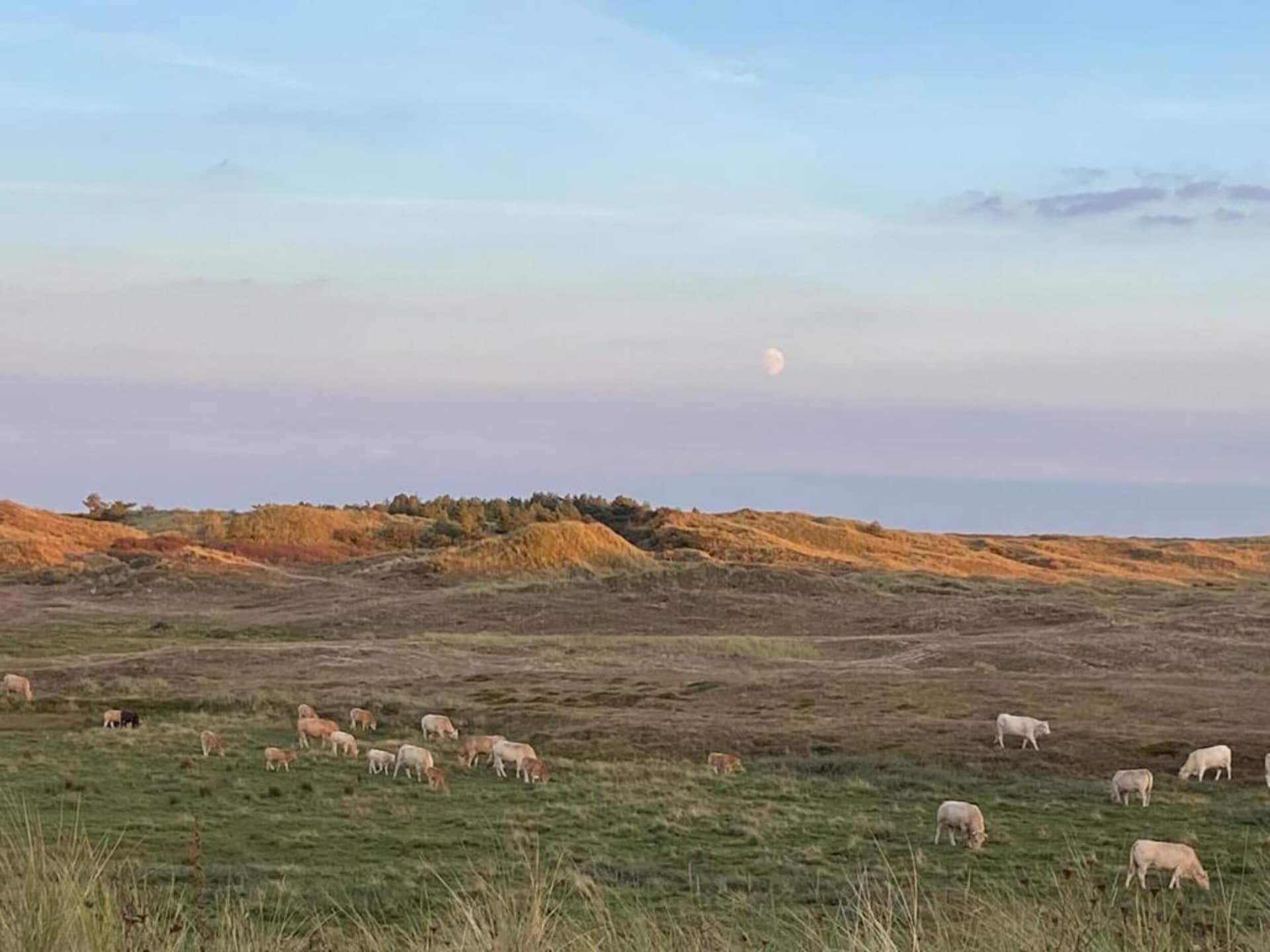 Vrijstaand vakantiehuis Wildrijk 141 - strand, natuur en huisdieren welkom - foto 33