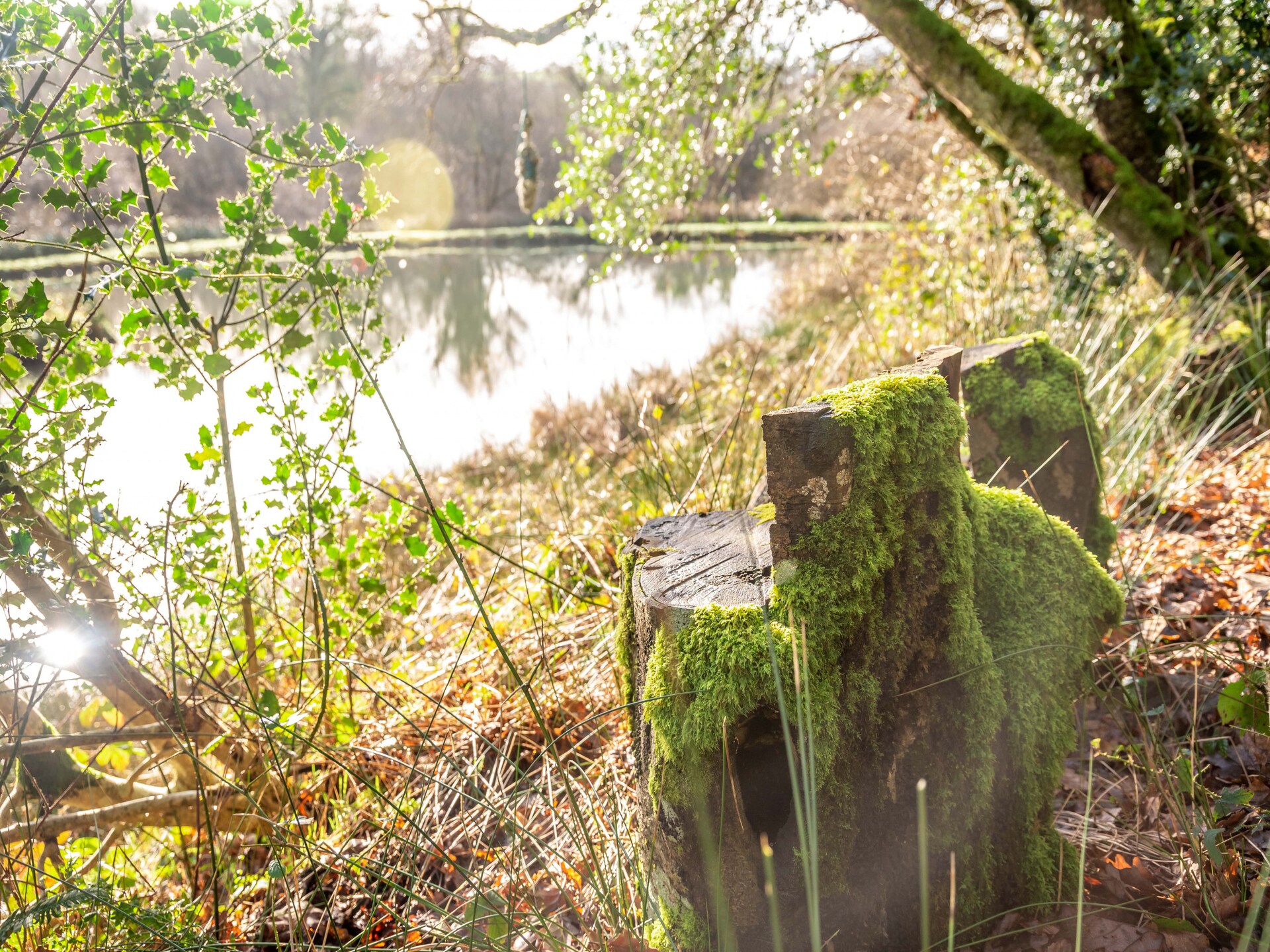 Yeworthy Eco-Treehouse: Duurzame boomhut aan privémeer in Devon - foto 19