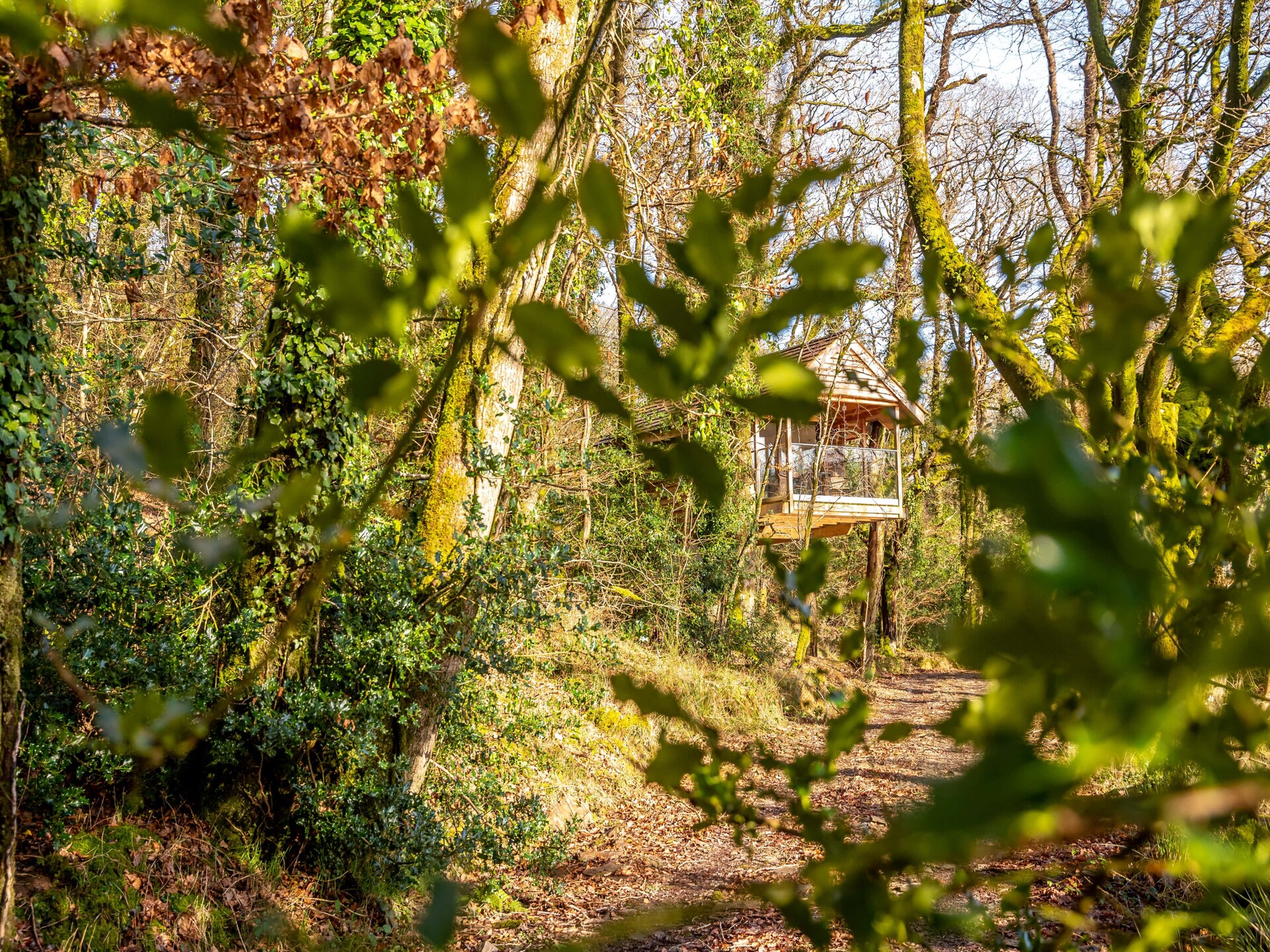 Yeworthy Eco-Treehouse: Duurzame boomhut aan privémeer in Devon - foto 15