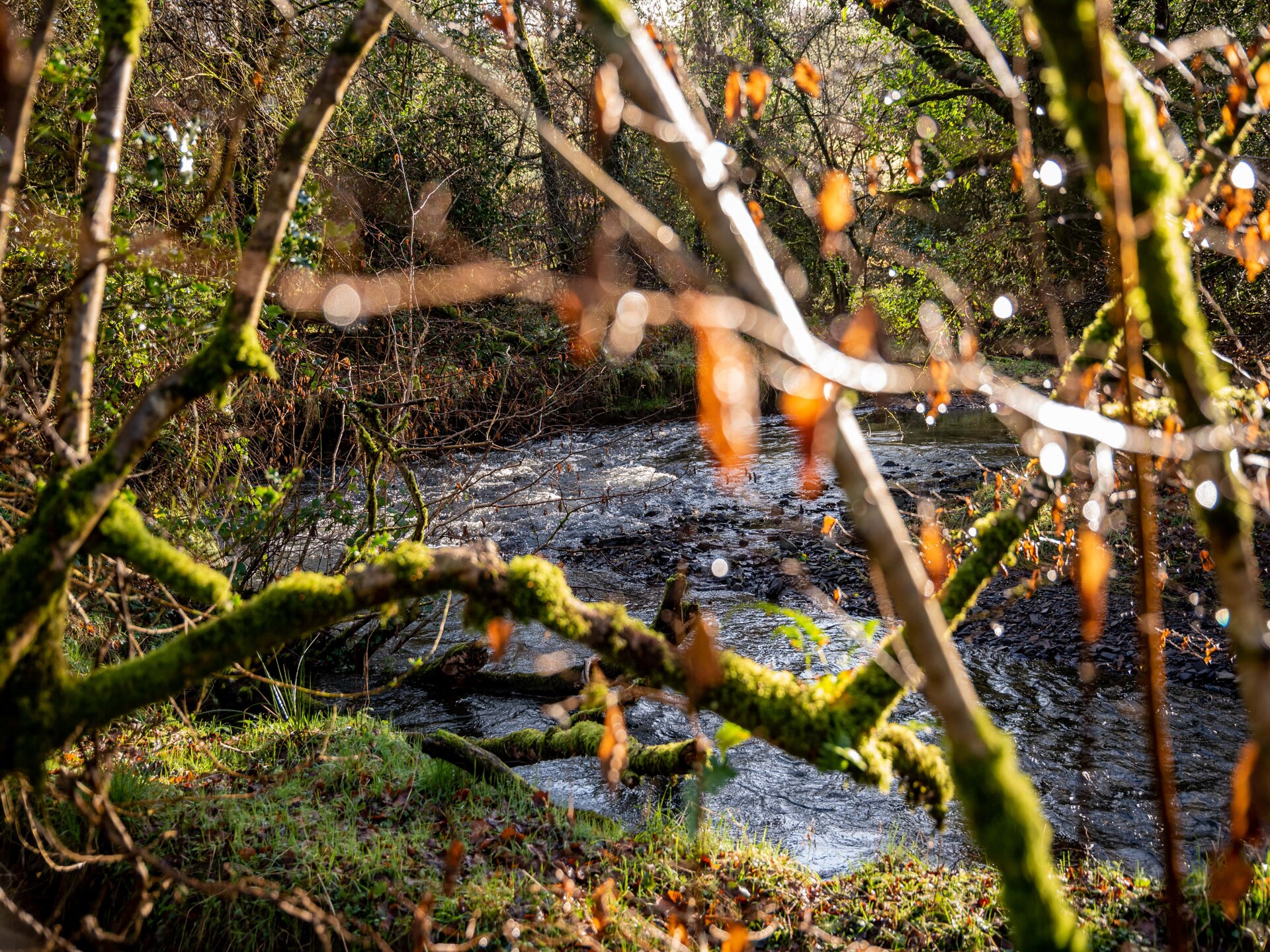 Yeworthy Eco-Treehouse: Duurzame boomhut aan privémeer in Devon - foto 14
