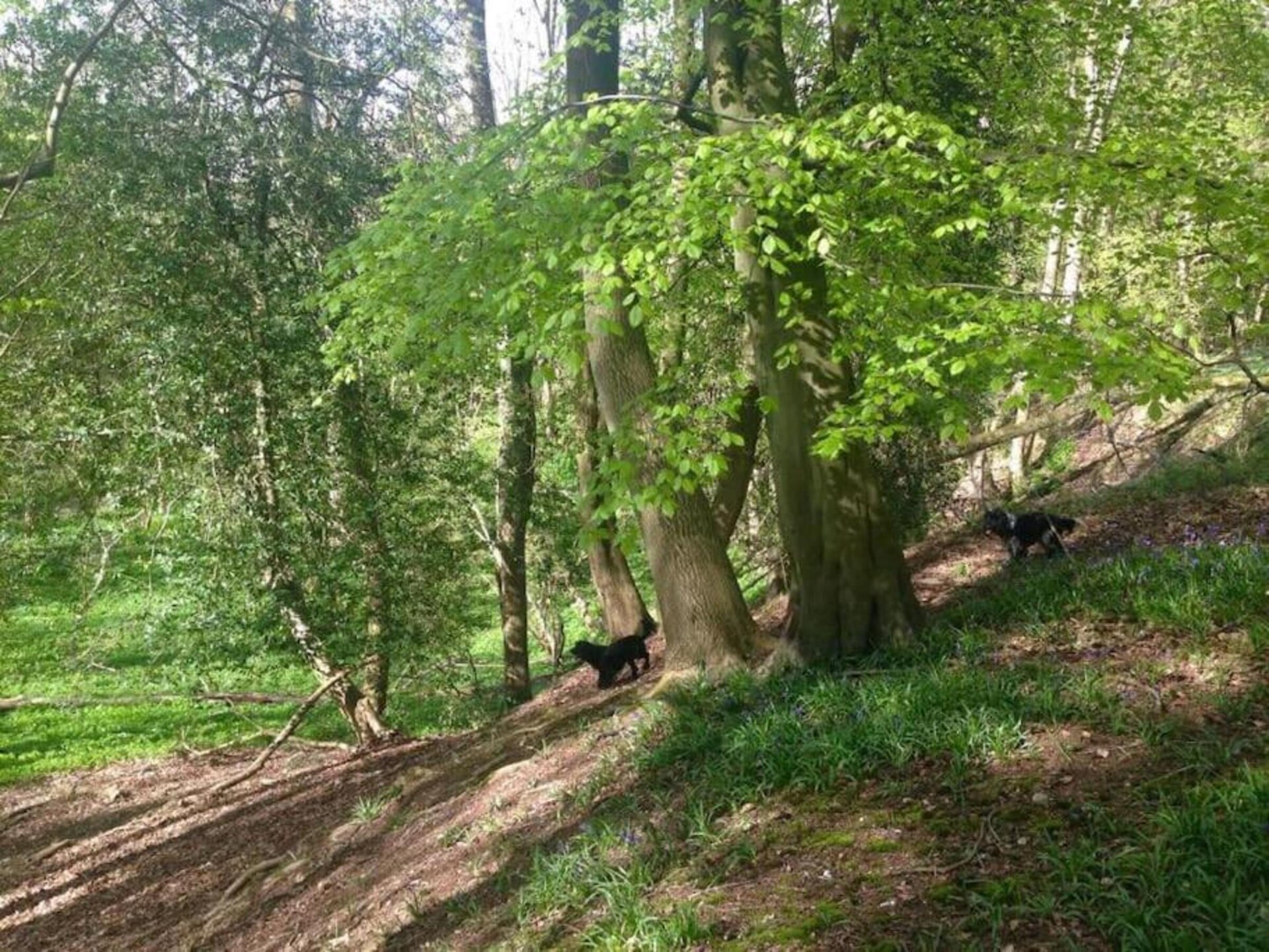 Safaritent aan meer op privéboerderij met hottub, vlakbij Hertford - foto 18
