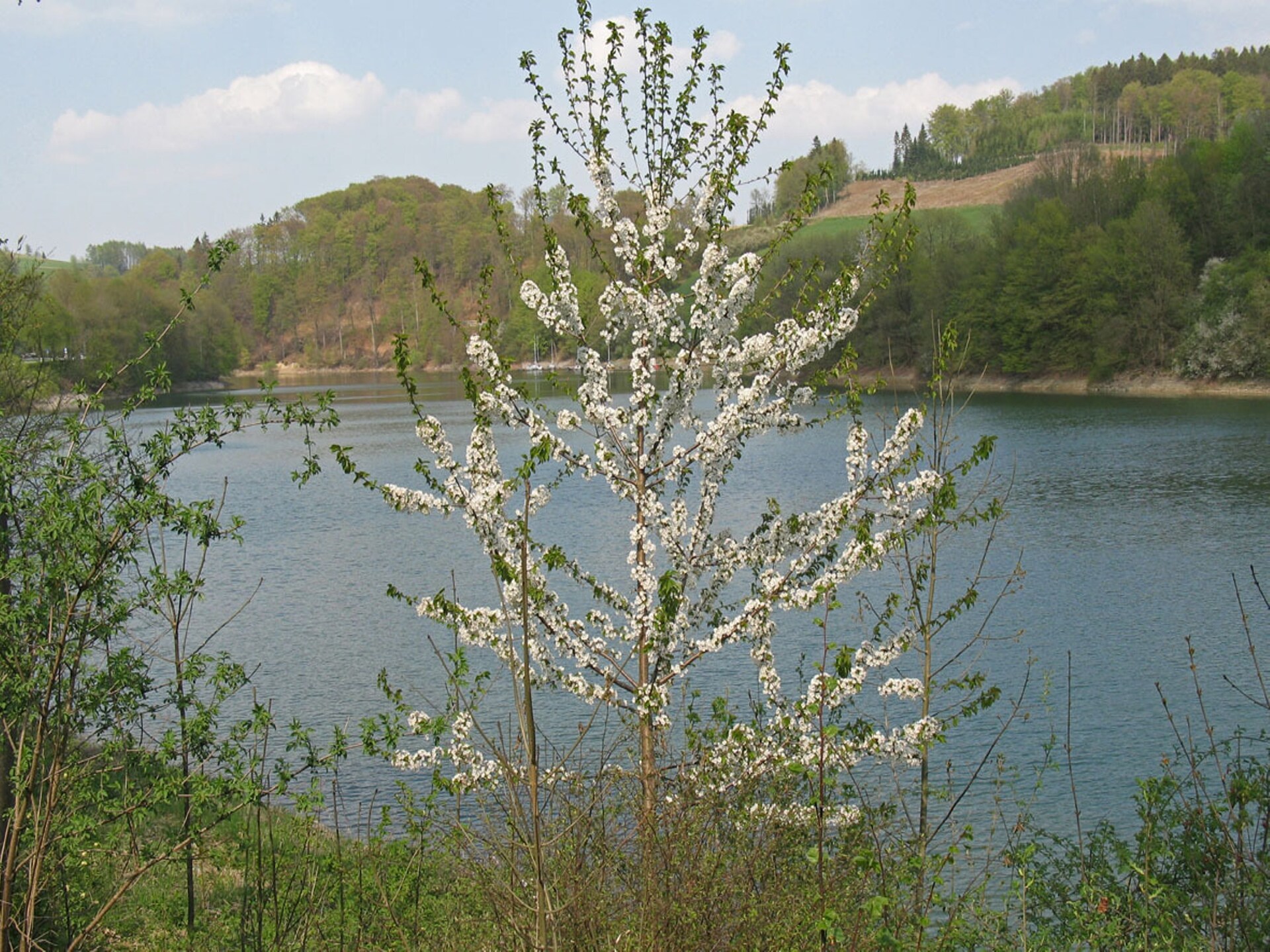 Vrijstaand vakantiehuis in bosrijke omgeving bij Meschede-Hennesee - foto 27