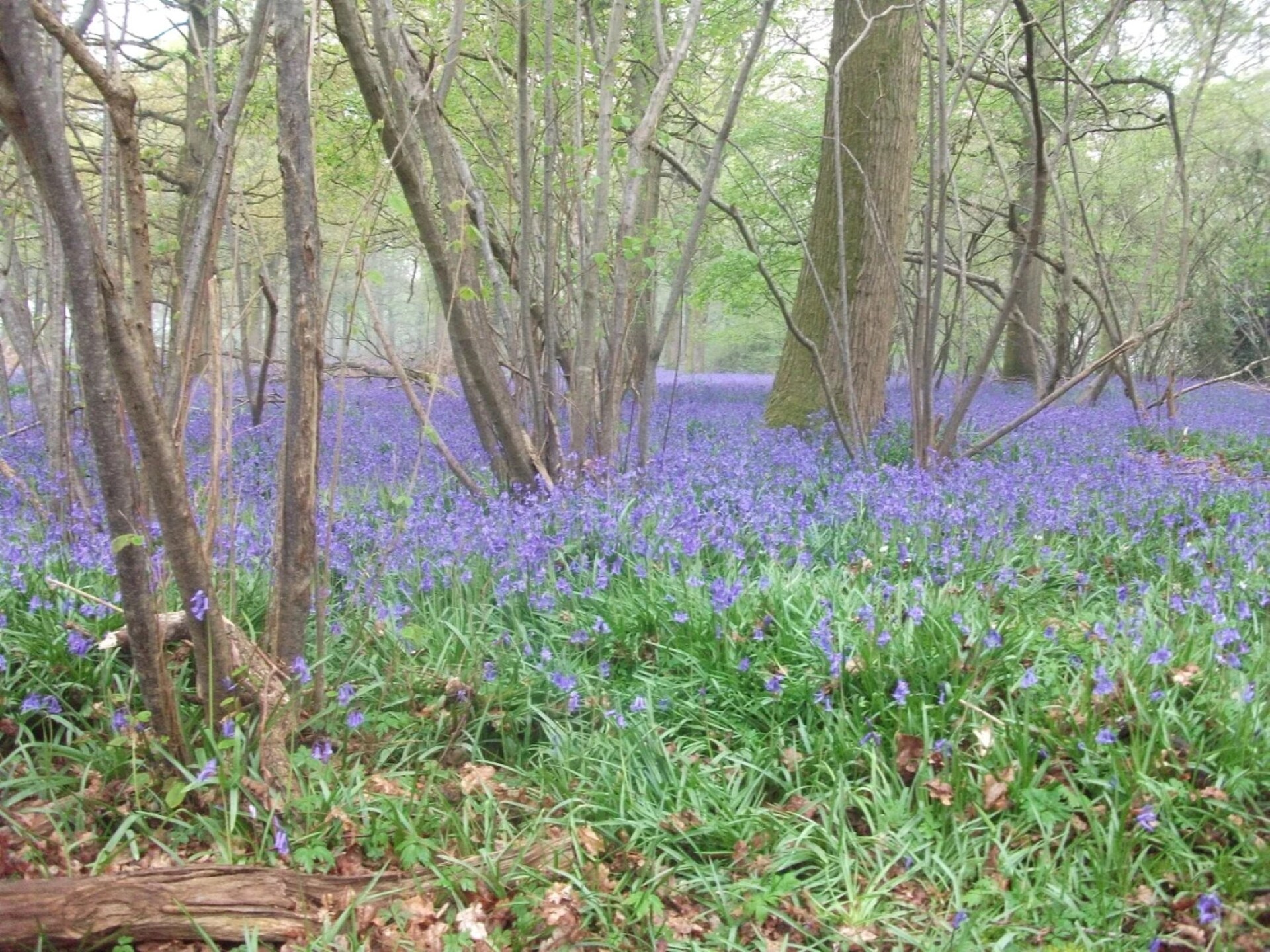 Romantische eikenhouten herdershut in het groene hart van Kent - foto 9