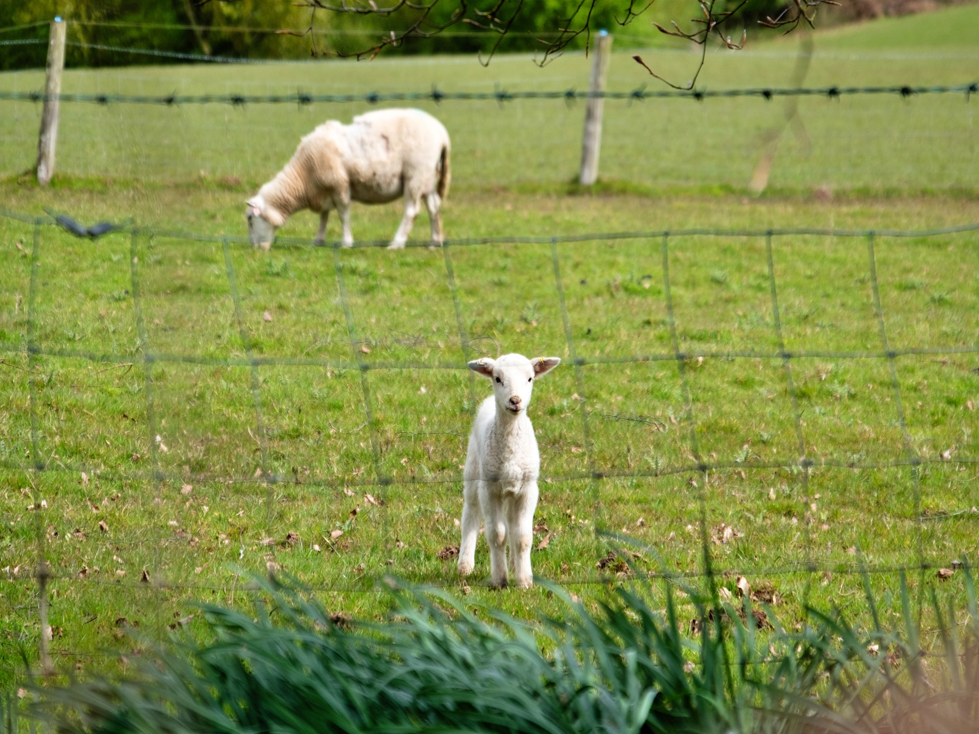Romantische herdershut in de natuur bij Bridgnorth - foto 19