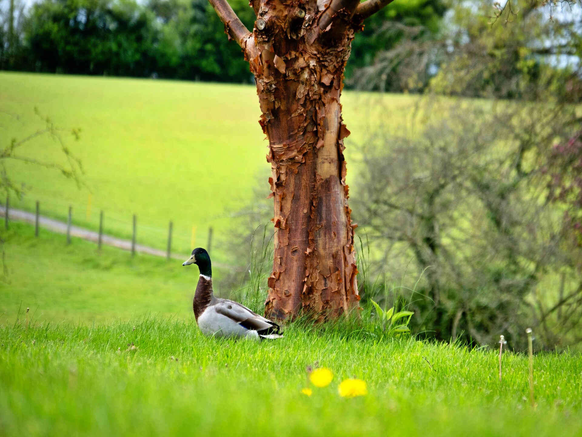 Romantische herdershut in de natuur bij Bridgnorth - foto 24