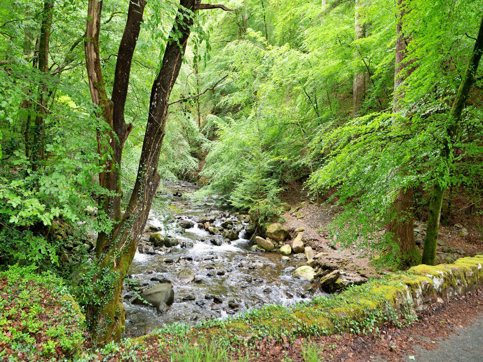 Stenen landhuis op landgoed Nannau bij Dolgellau, vlakbij Coed Y Brenin - foto 25
