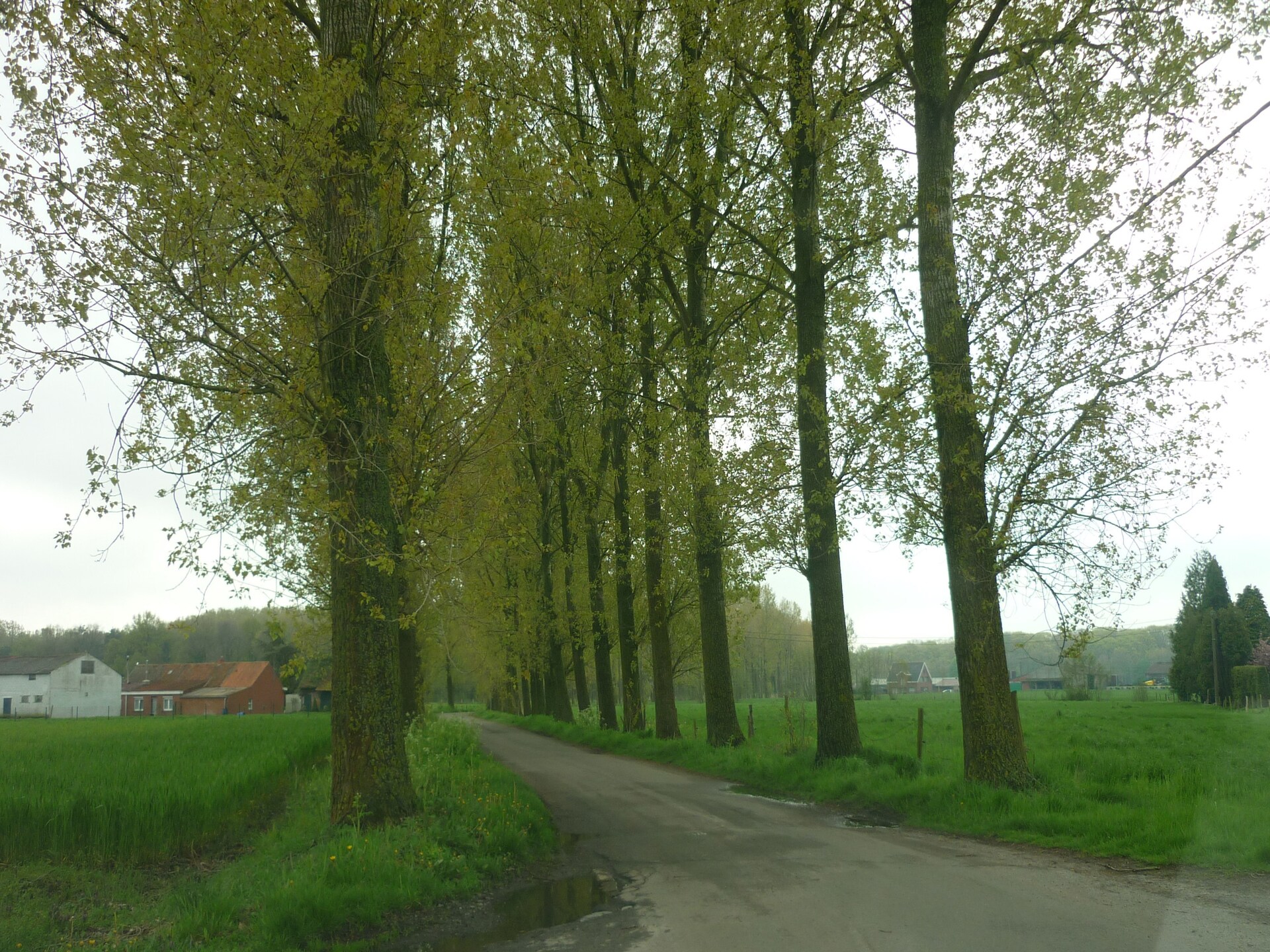 Landhuis De Snoeibijl in Kruiskerke: 14-persoons bosvilla met serre - foto 28
