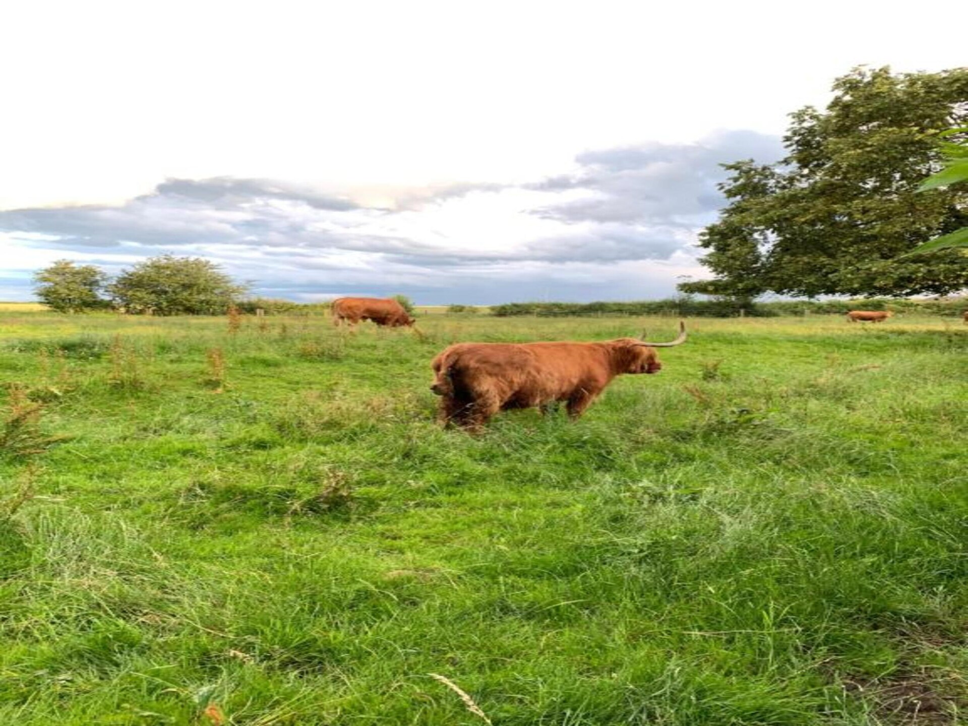 Luxe glamping-pod in Yorkshire Wolds nabij York en kust - foto 23