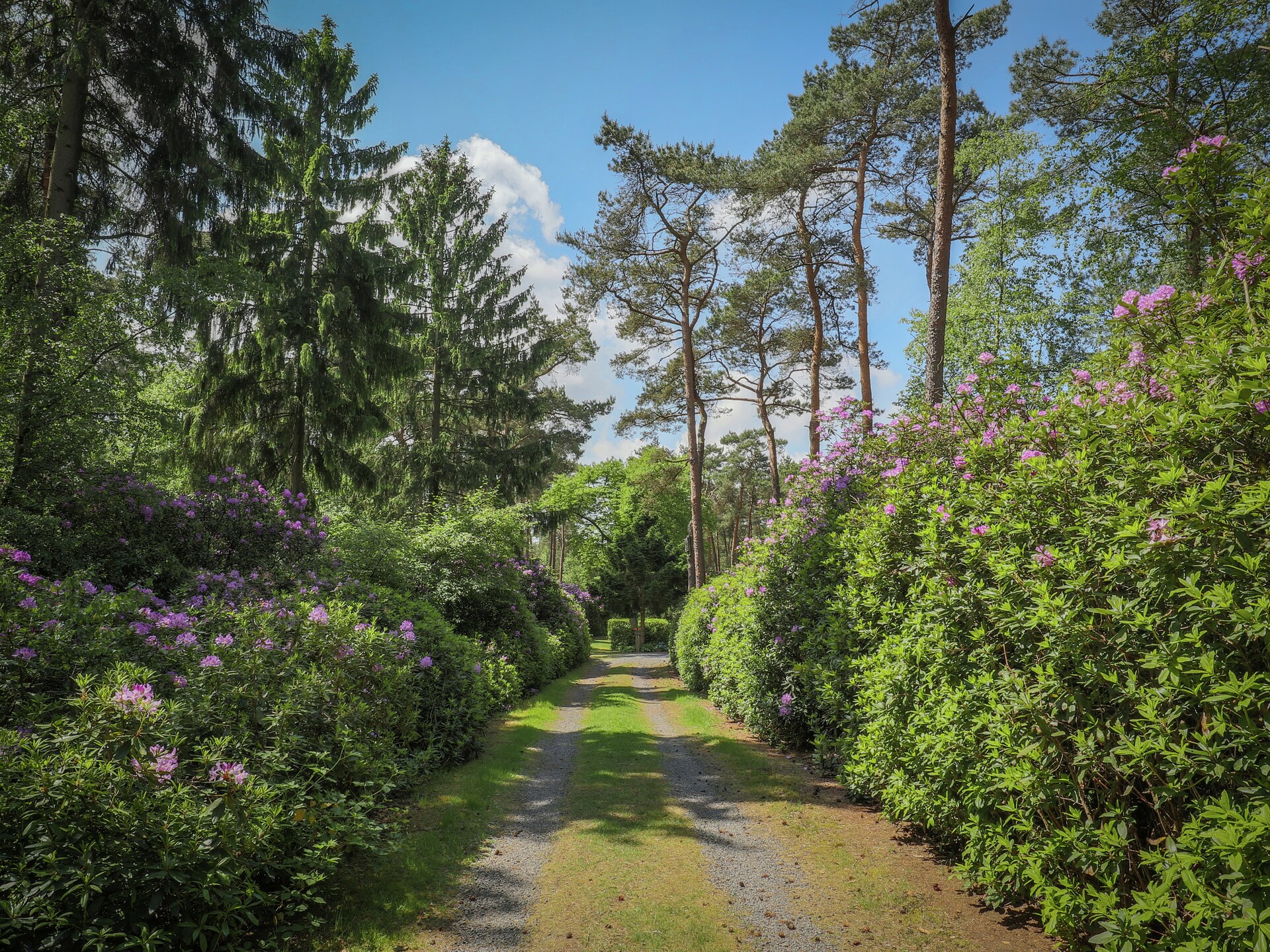 Ruischende Dennen: Vrijstaand vakantiehuis in bosrijke omgeving bij golfbaan - foto 26