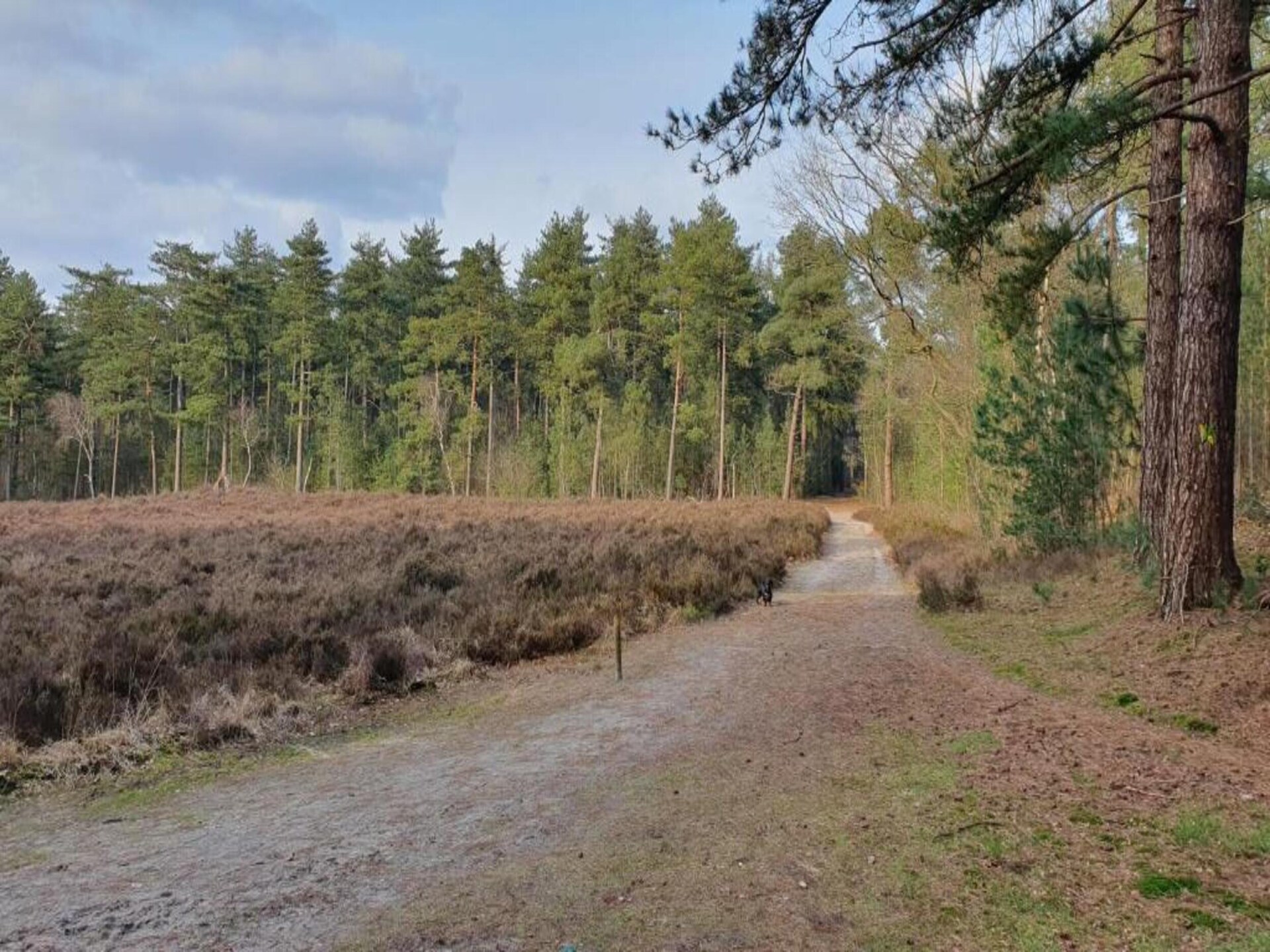 Ruischende Dennen: Vrijstaand vakantiehuis in bosrijke omgeving bij golfbaan - foto 33