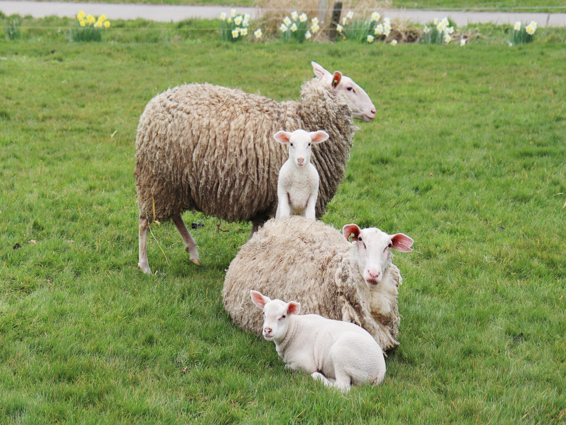 Grutto en Turleluur: twee knusse huisjes in het Friese landschap - foto 31