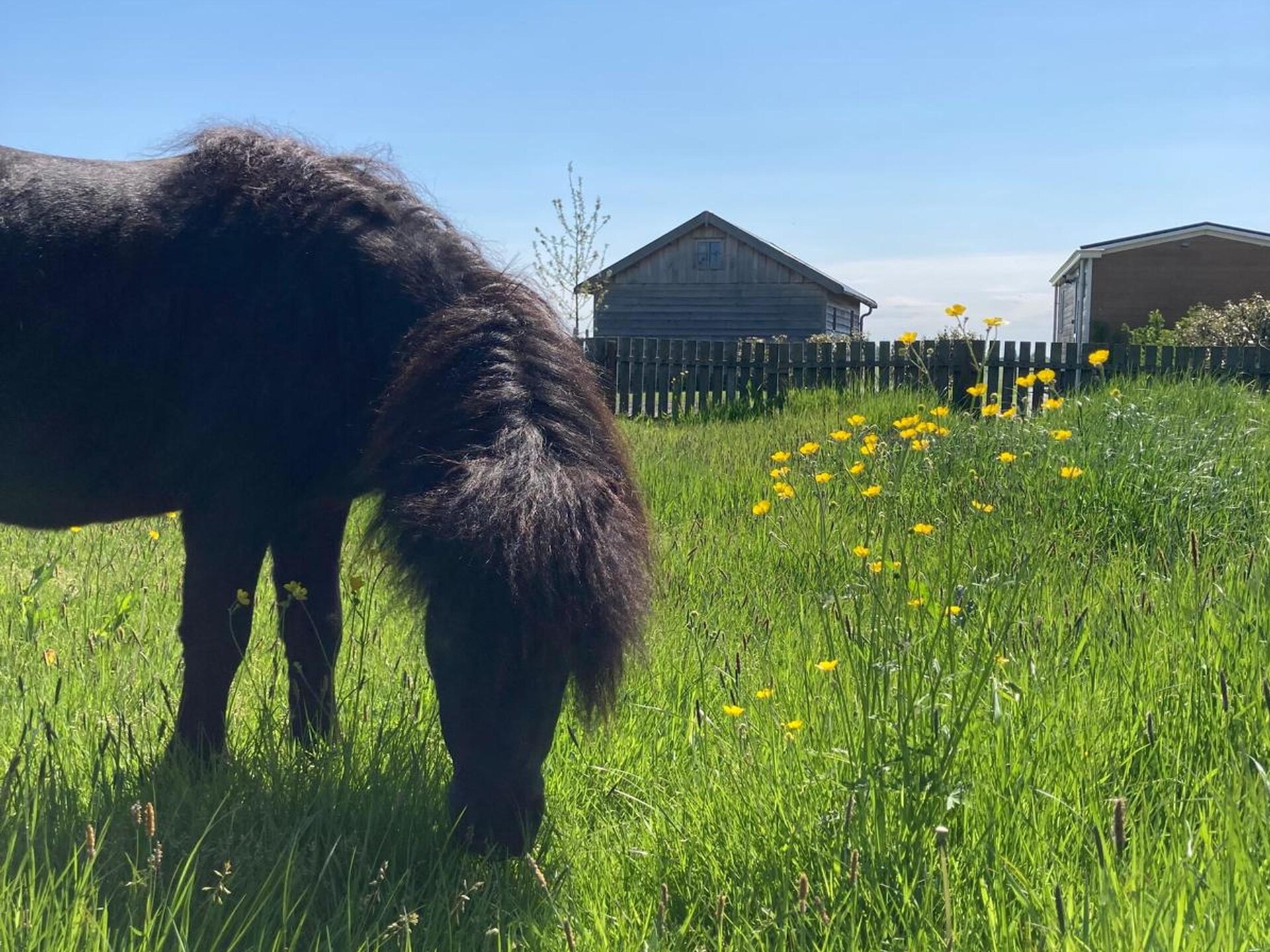 Grutto en Turleluur: twee knusse huisjes in het Friese landschap - foto 2