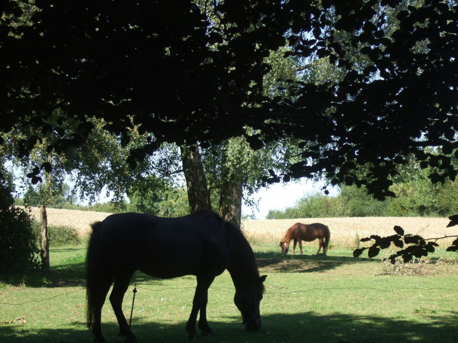 Knusse boerderijwoning met uitzicht in Wippendorf, Oostzee - foto 3