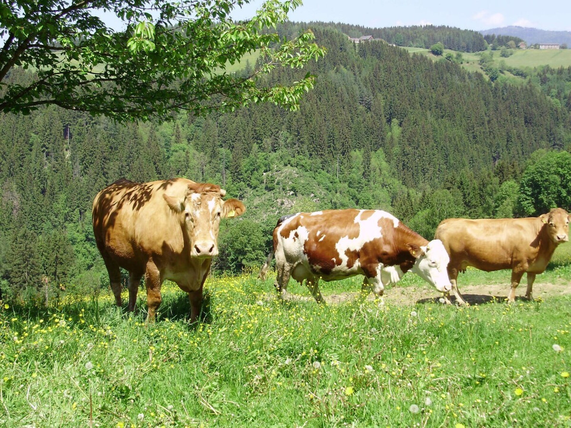 Schmiedbauer Hütt'n: Pure rust in Karinthisch Waldenstein voor 7 personen - foto 21