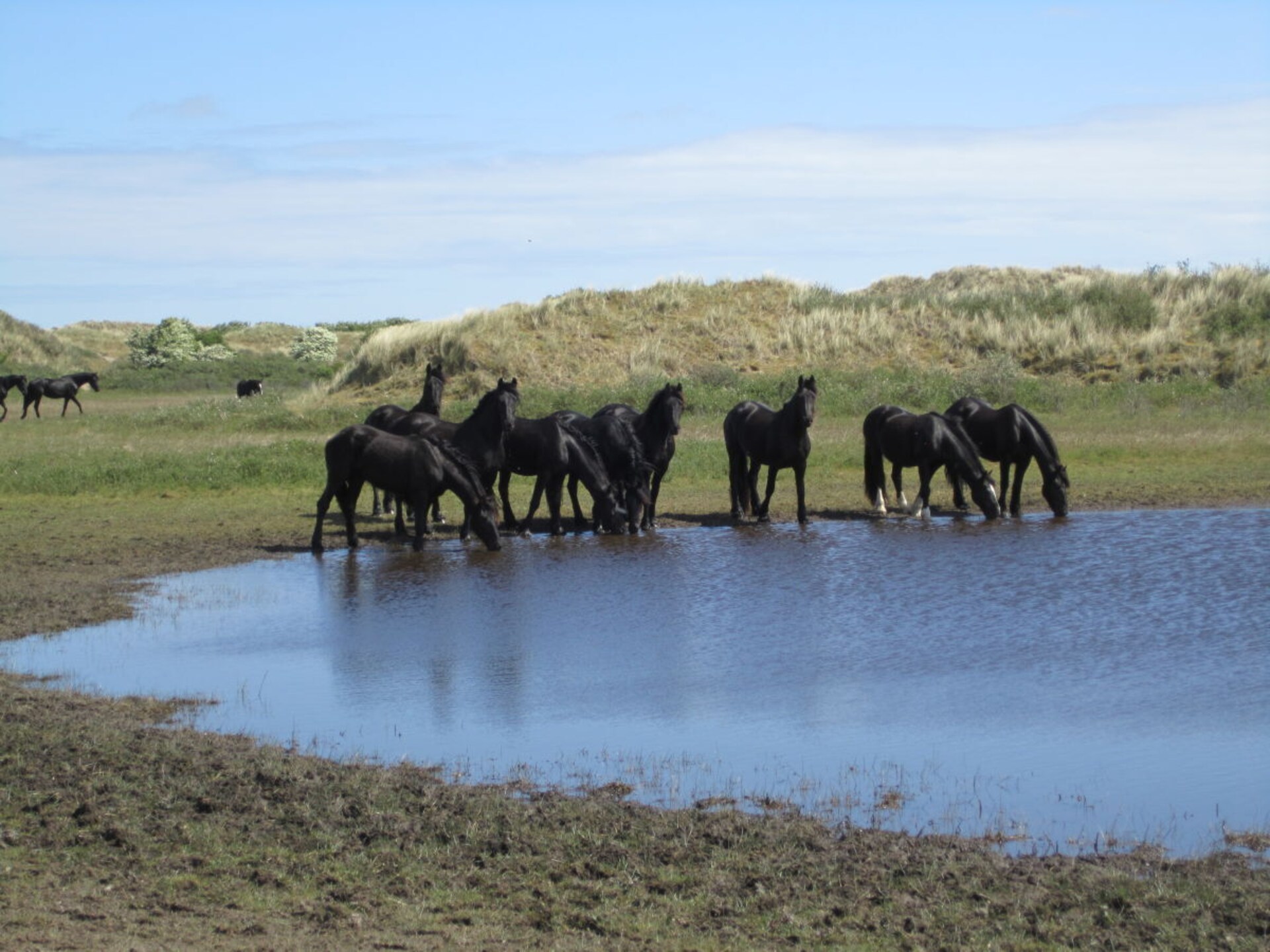 Knus vakantiehuis op Ameland met zuidterras en weids uitzicht - foto 10