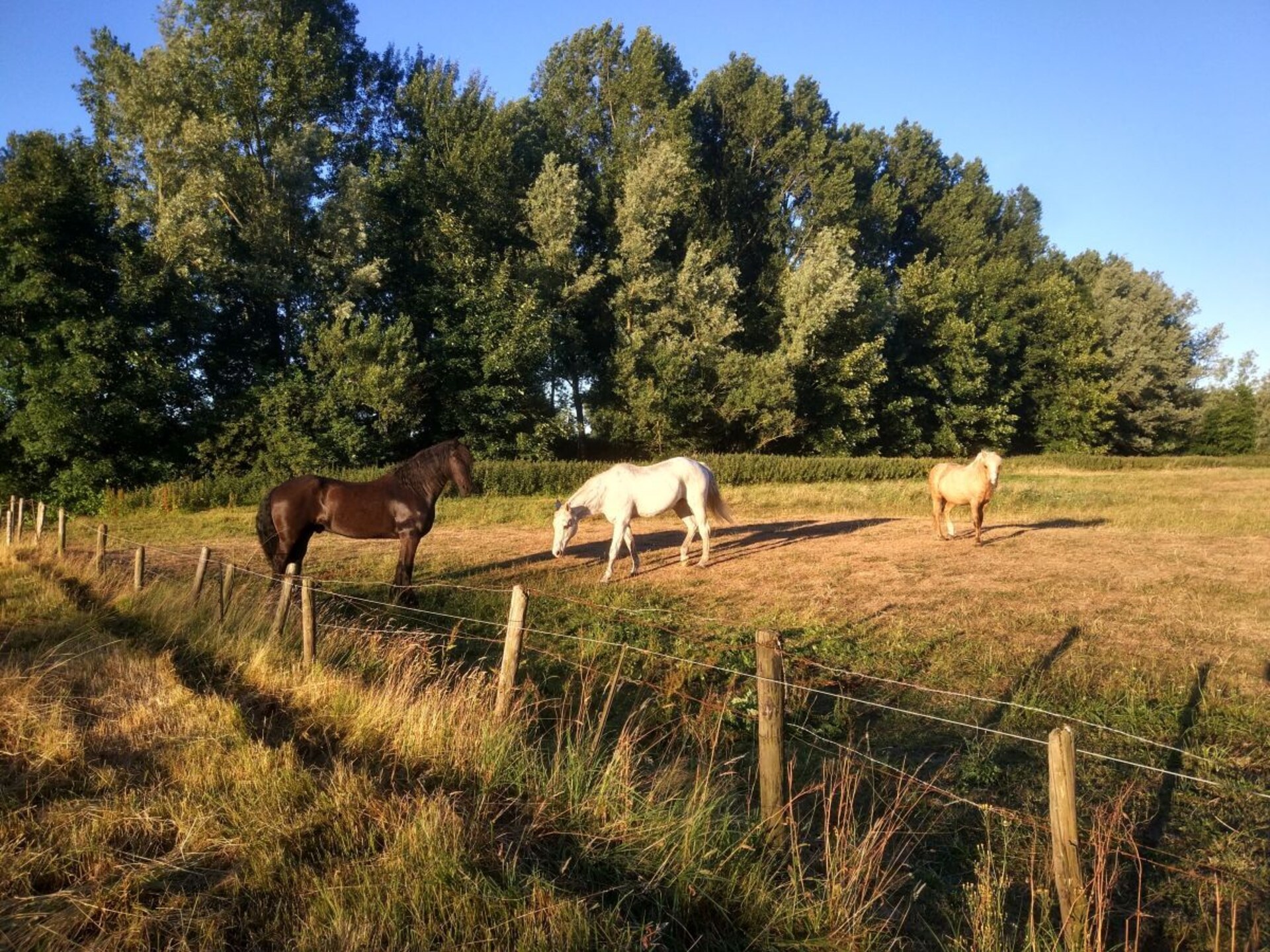 Sfeervol vakantiehuis met sauna en stoomdouche in Heemskerk - foto 13
