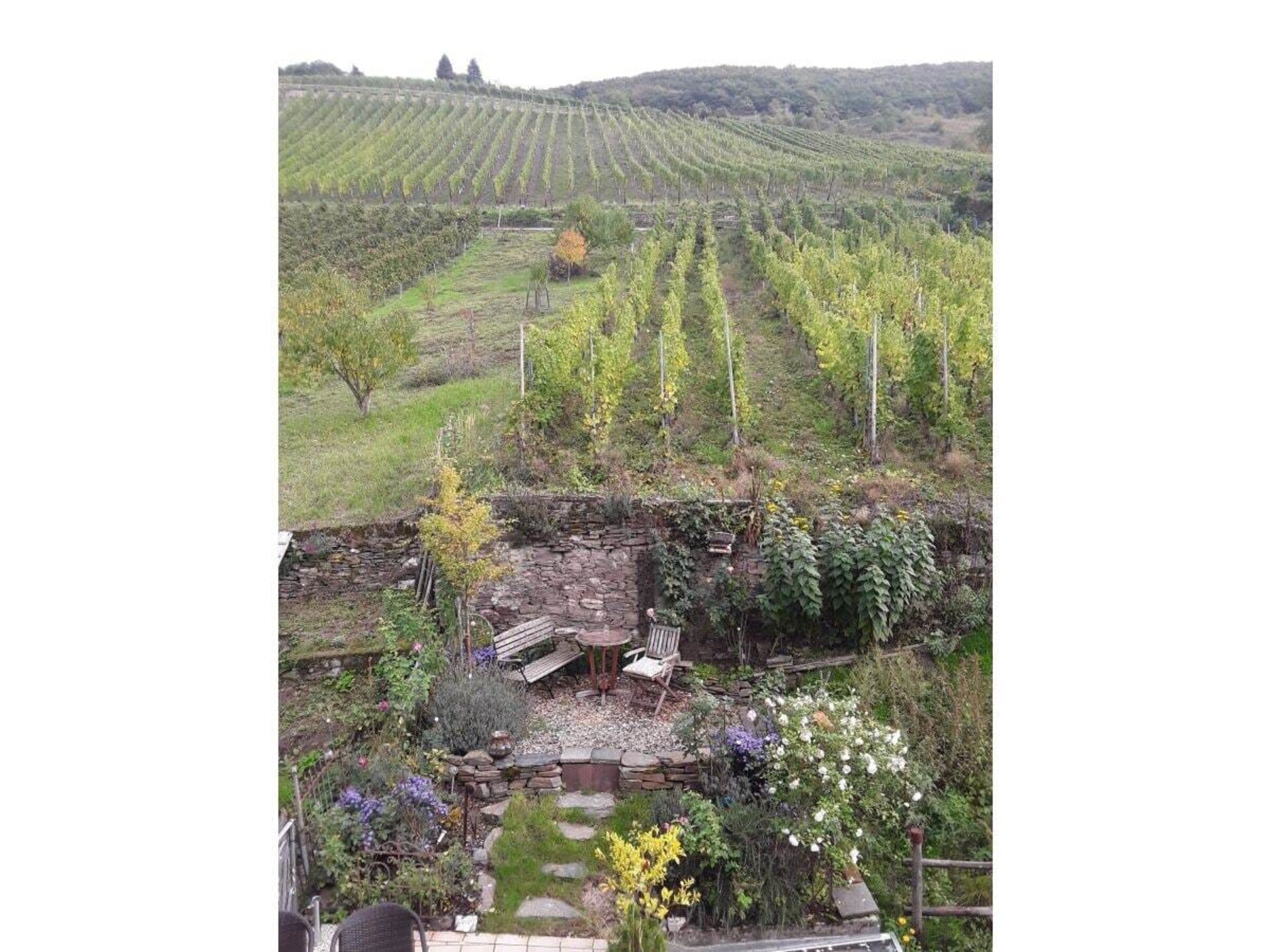 Ecologisch gerenoveerd vakantiehuis met wijngaardterras in Zell aan de Moezel - foto 8