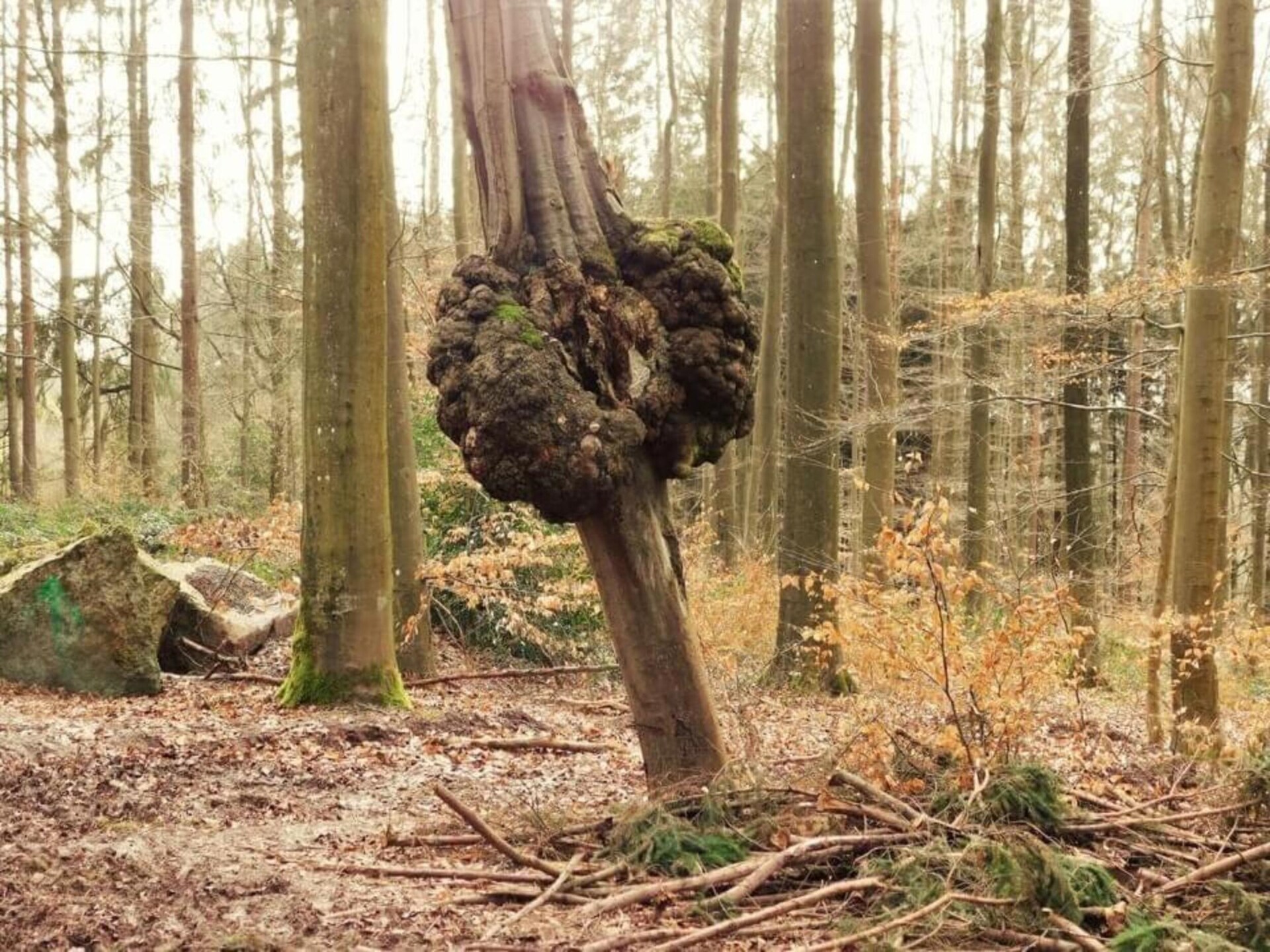 Ruime 9-persoons boerderij in Tenneville met houtkachels en speelruimte - foto 35