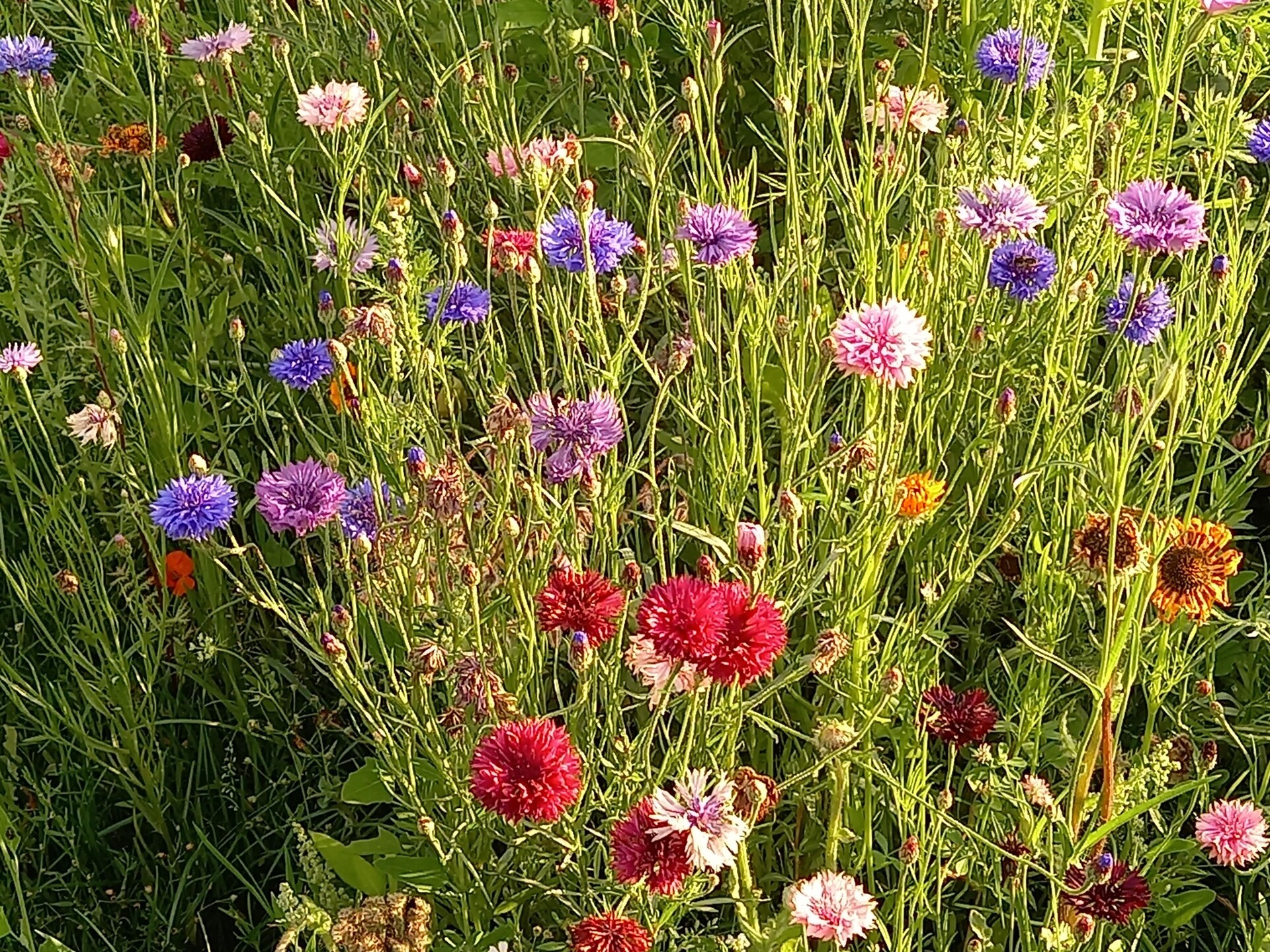 Tiny house De Kievit: romantisch verblijf in natuurgebied Kattenbergsebroek - foto 15