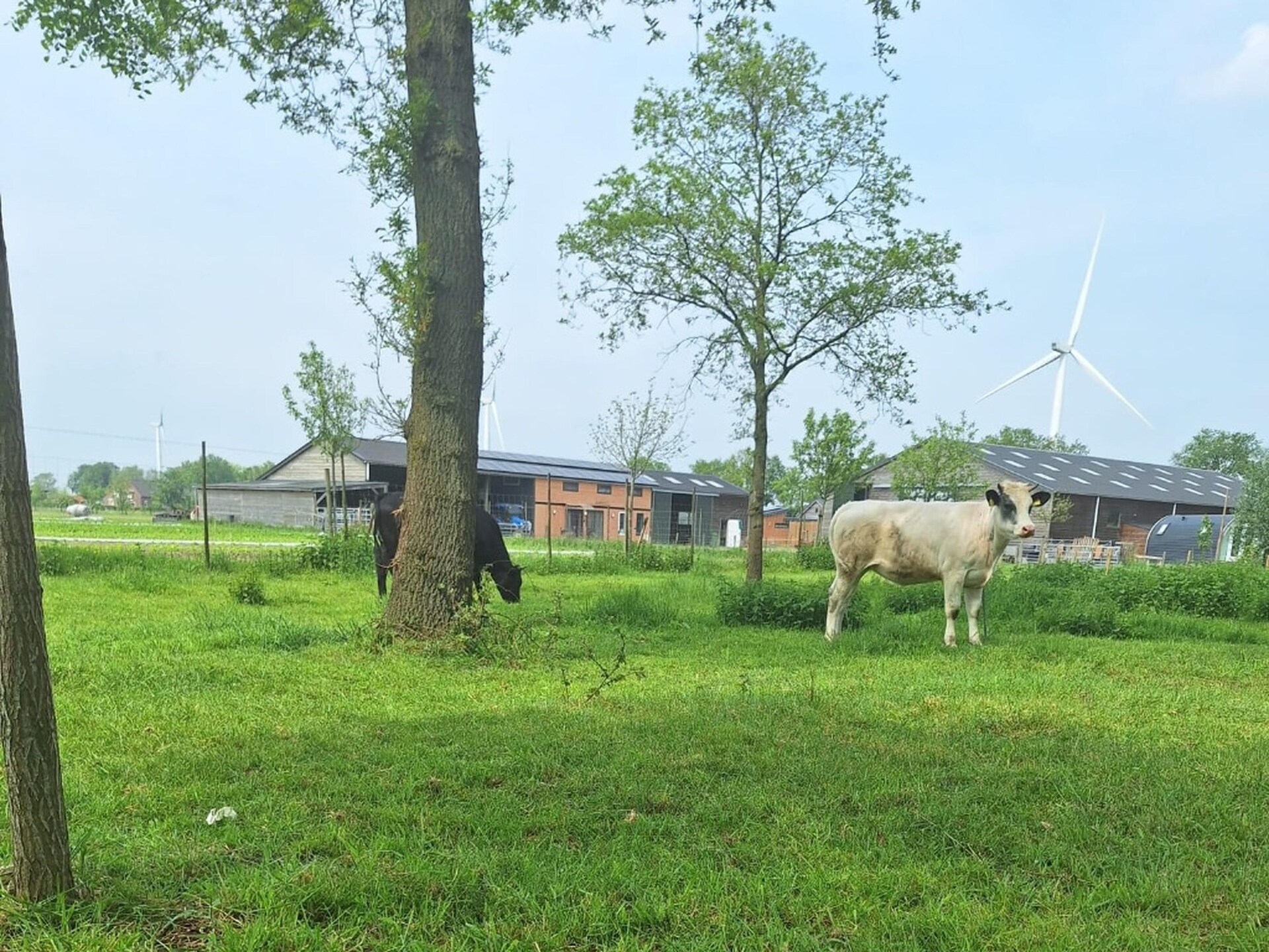 Tiny house De Kievit: romantisch verblijf in natuurgebied Kattenbergsebroek - foto 19