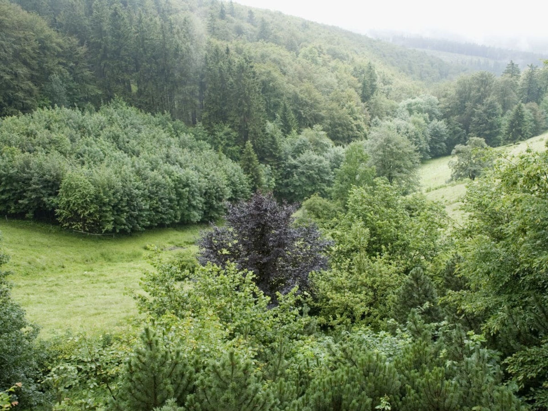 Comfortabel 4-sterren vakantiehuis in hartje Sauerland voor 9 personen - foto 18