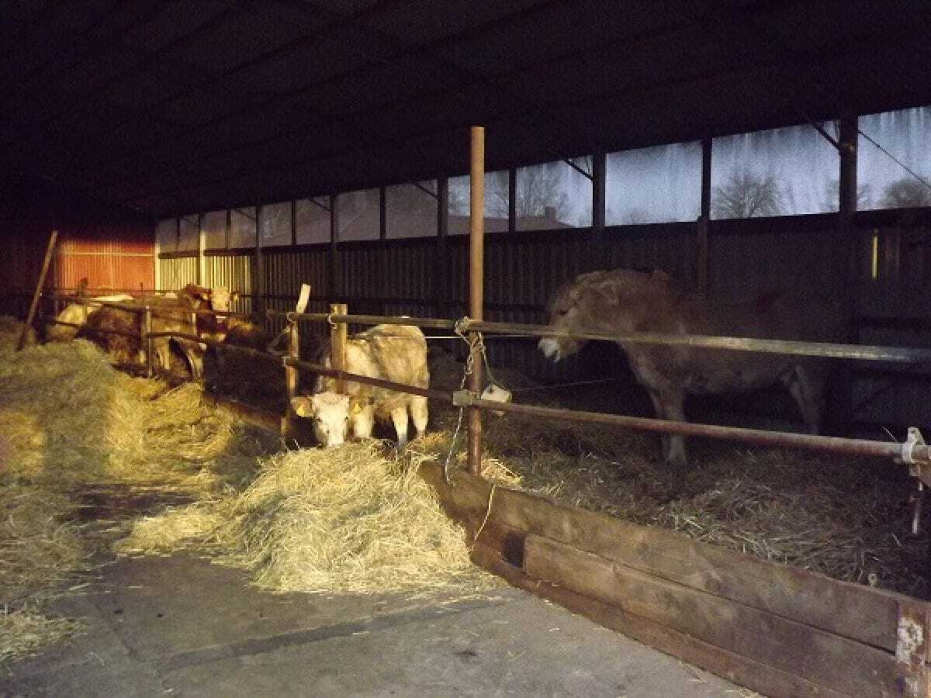 Rolstoelvriendelijk vakantiehuis op Rügen, dichtbij zee - foto 15
