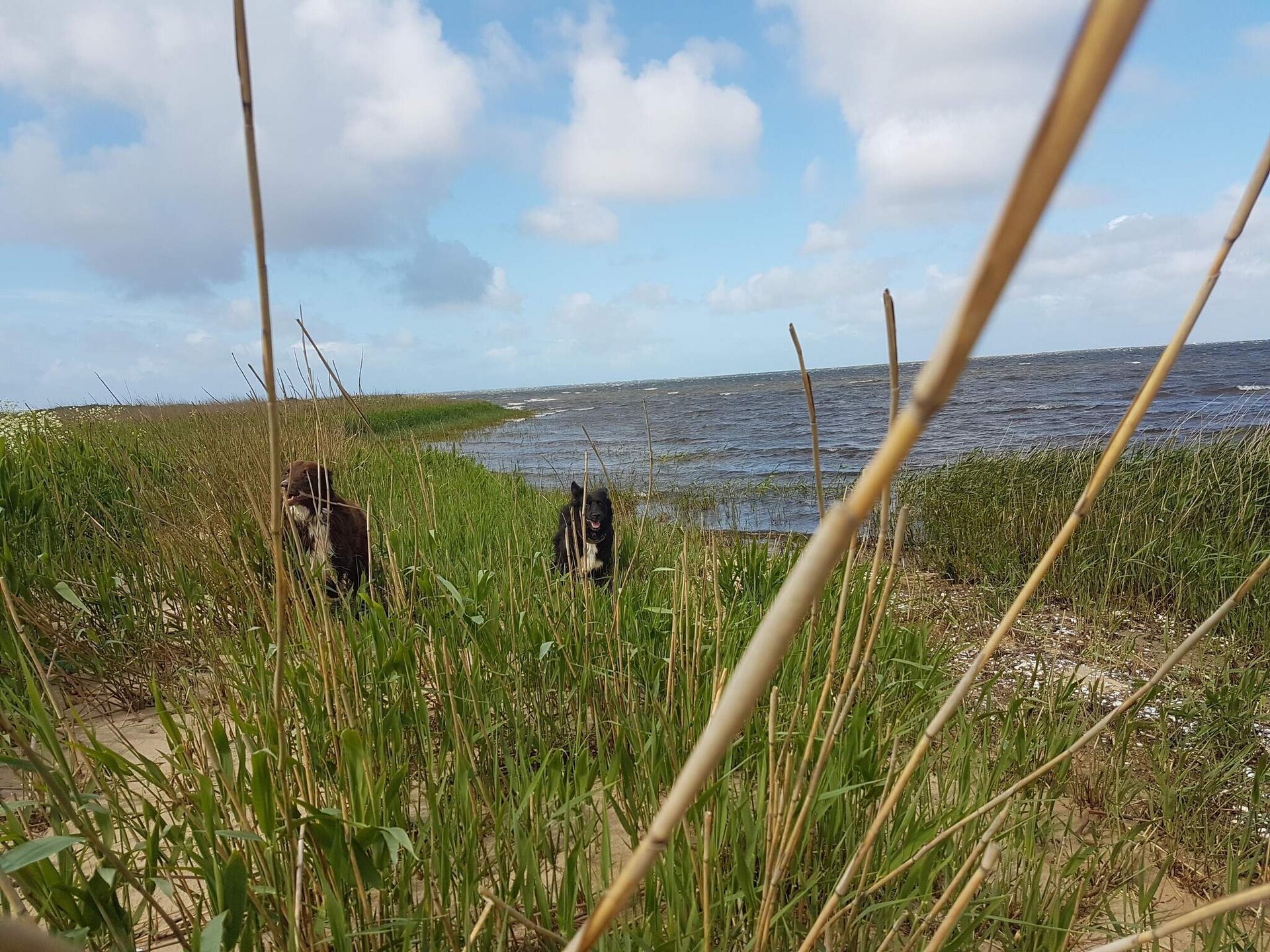 Knus vrijstaand vakantiehuis bij Hemmet, op 800 meter van de zee - foto 16