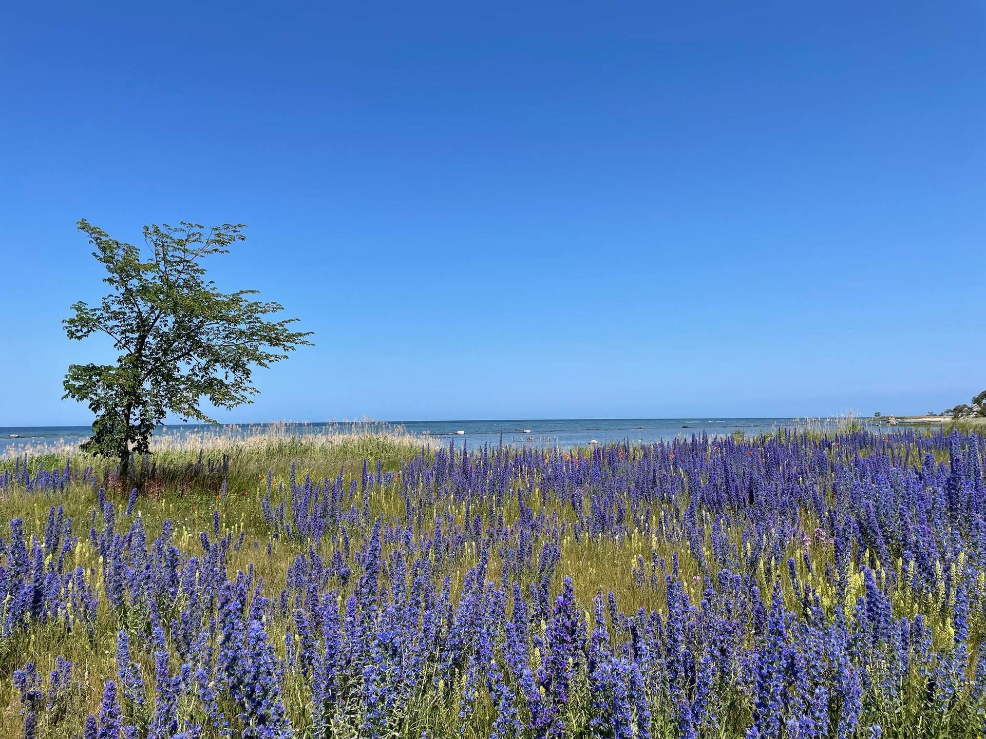 Vakantiehuis aan zee in Visby met uitzicht en balkon - foto 10