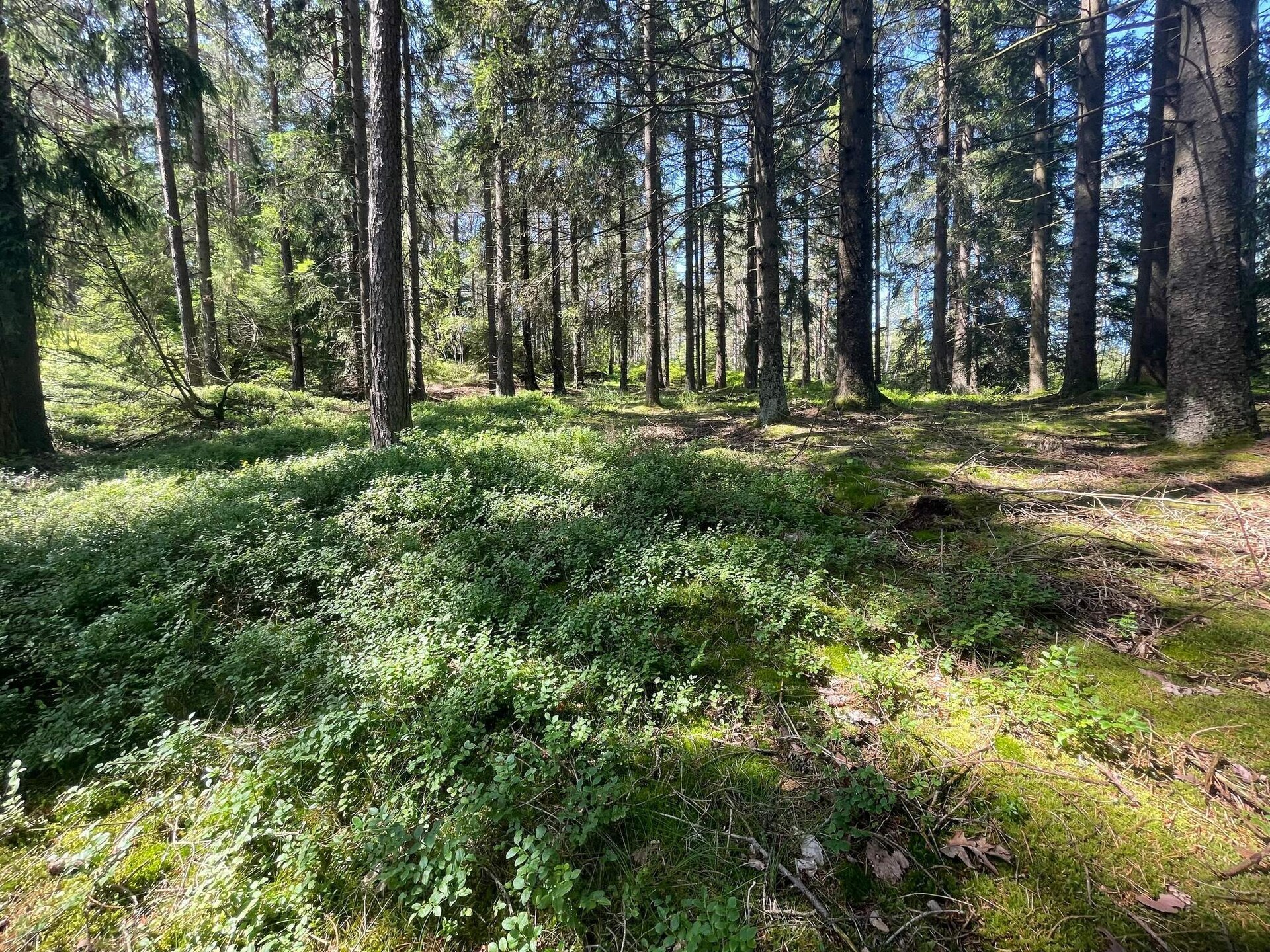 Vrijstaand vakantiehuis in bosrijk Zweden met golfbaan nabij Spekeröd - foto 10