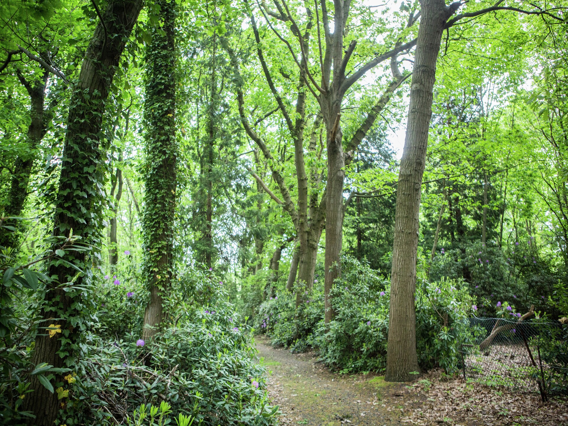 Vrijstaand vakantiehuis voor 7 in de bossen van Westmalle met privétuin - foto 23