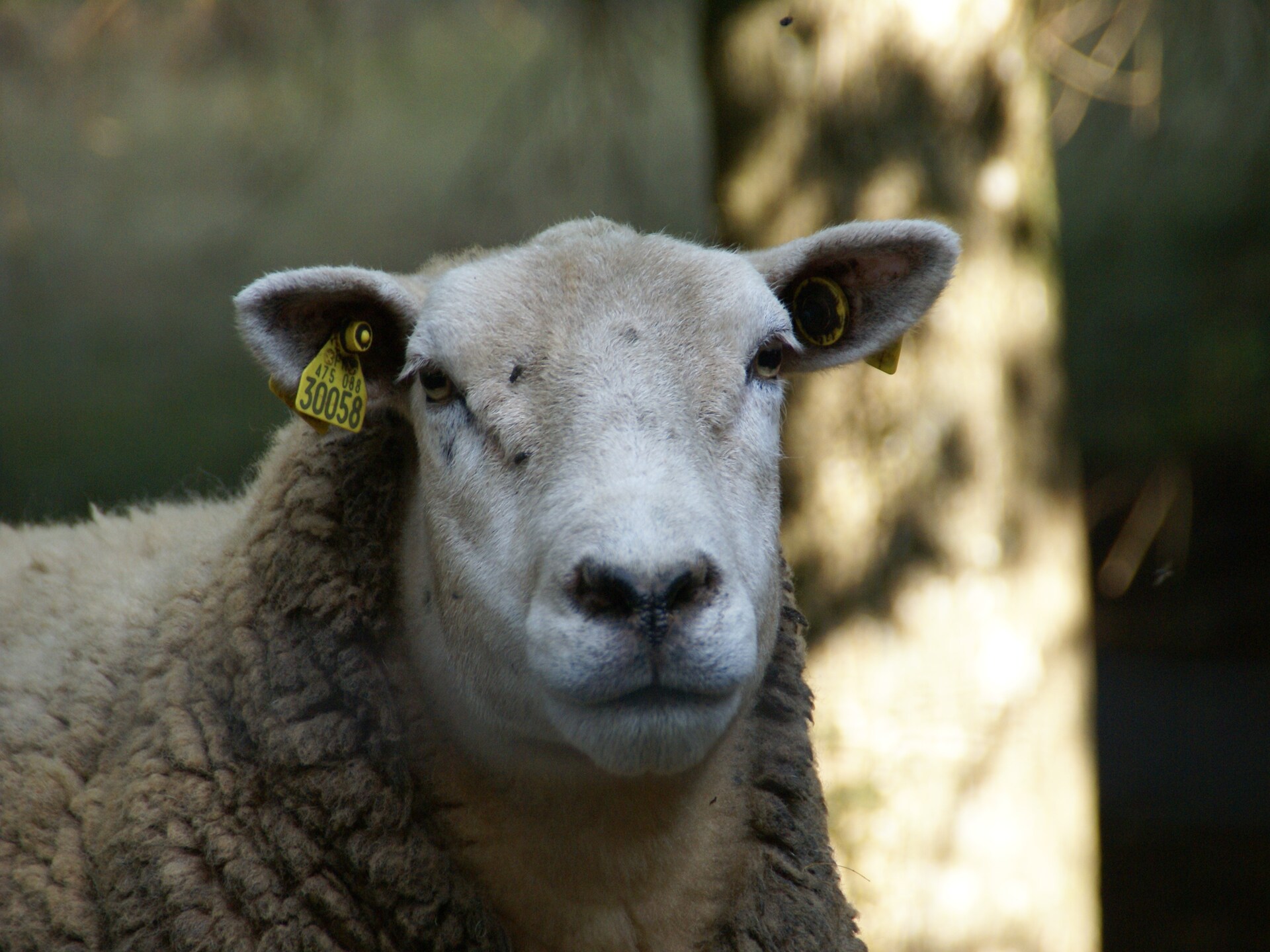 Genevieve 1: Knusse natuurretraite voor 4 in de bossen van Vagney - foto 33