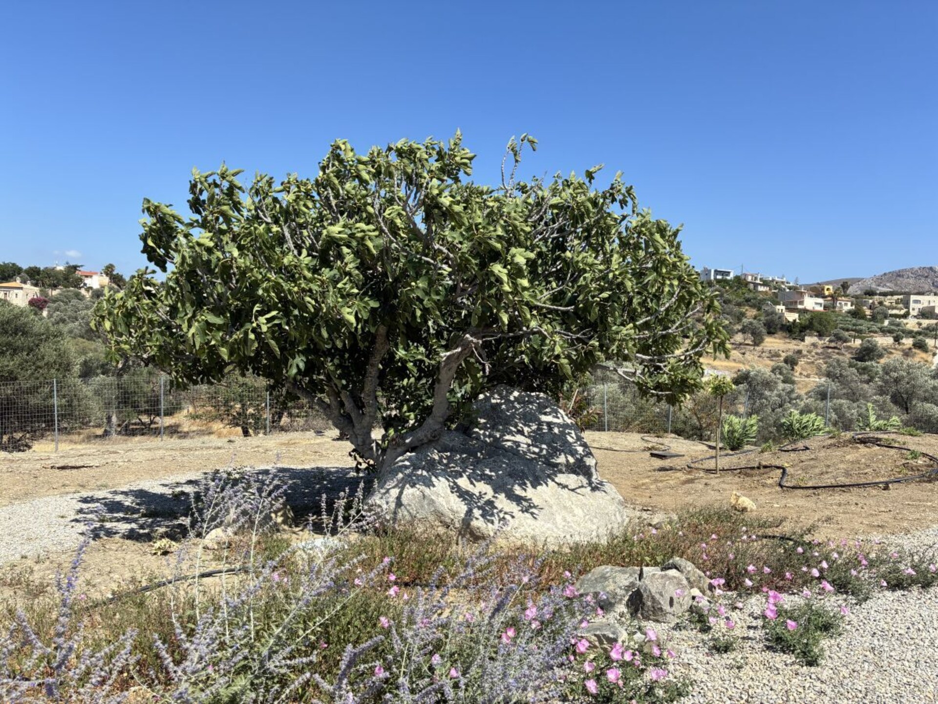 Sivas Rocks: Design villa met panoramisch uitzicht op Kreta - foto 15