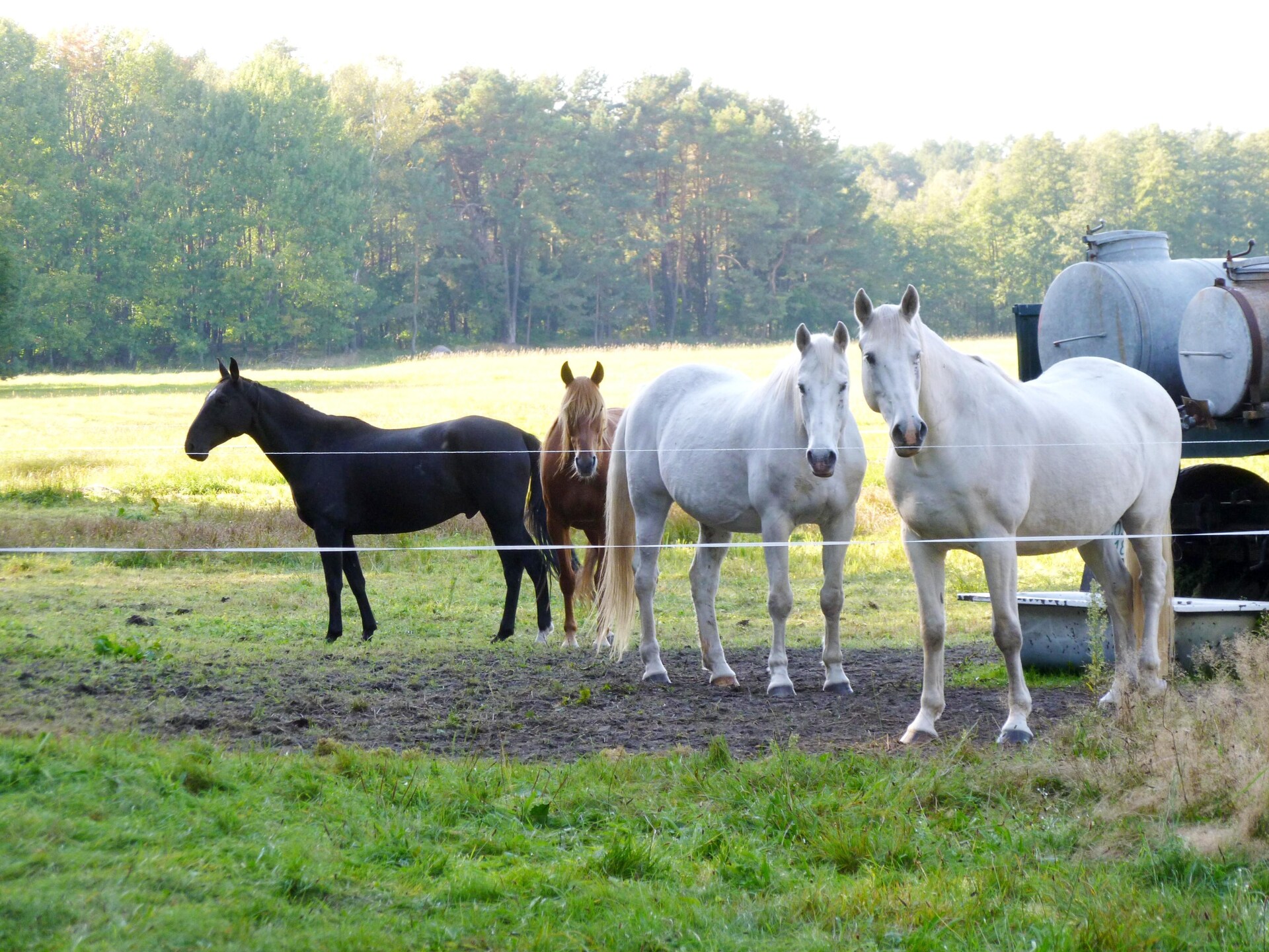 Ferienhaus 4 Elemente: Duurzaam houten vakantiehuis in Brandenburg voor 6 personen - foto 32