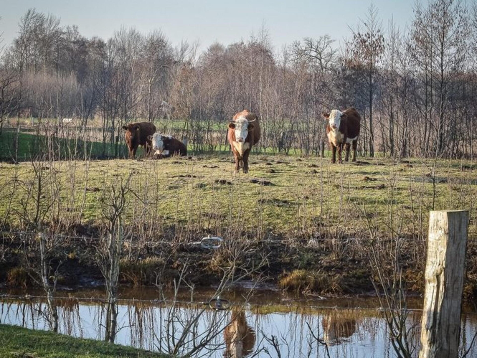 Ruime safaritent in Zuna voor 8 personen met groot terras - foto 28