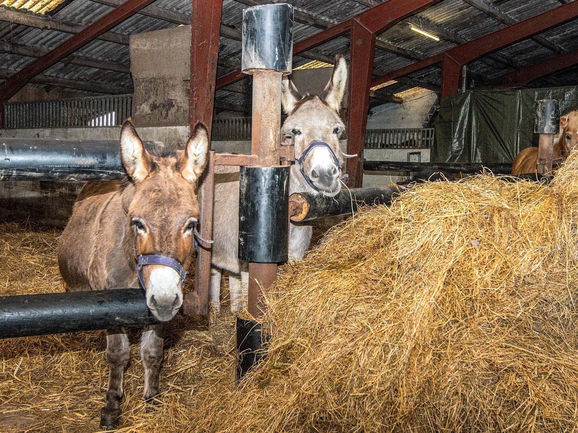 Sfeervol vakantiehuis op boerderij Hohenwarte in Højer · 40 m² - foto 17