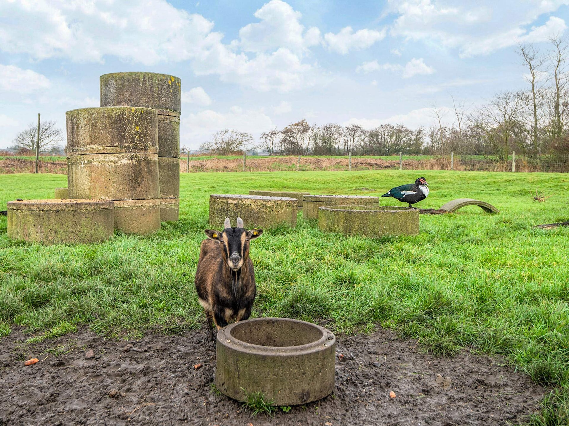 Knus vakantiehuis op boerderij Hohenwarte, 2 km van de Waddenzee - foto 21