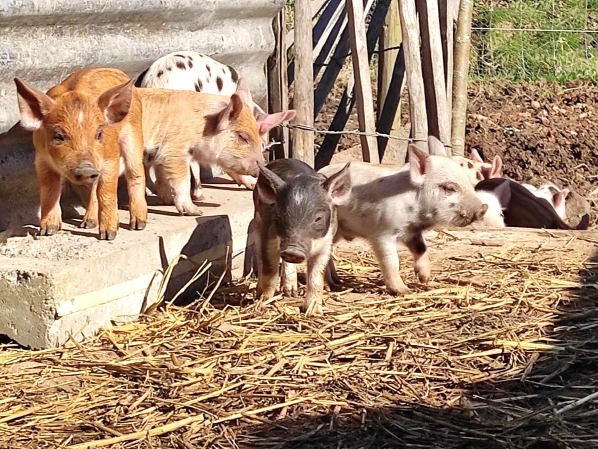 Arends Nest in Heers: knusse studio met uitzicht op alpacaweide - foto 15